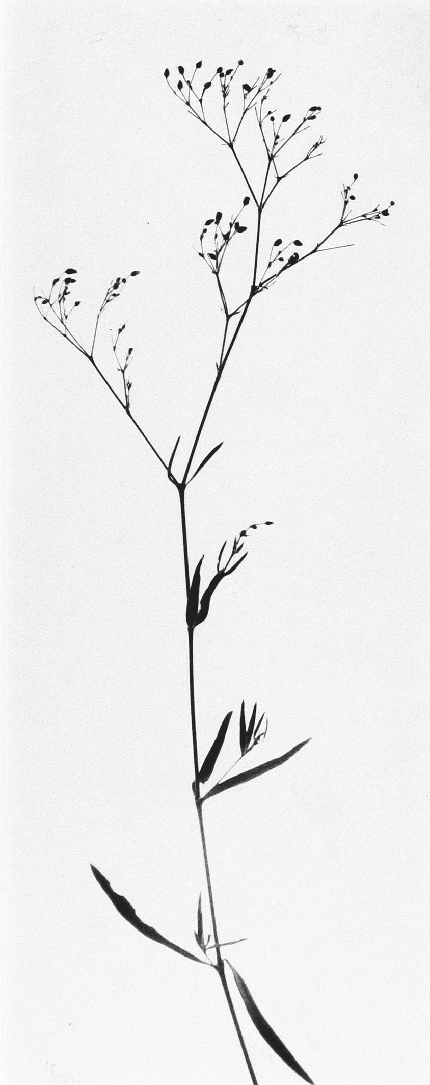 Todd Webb  Gamma Grass, Christmas Card, c.1960  Gelatin silver print; printed c.1960  9 1/2 x 4 inches