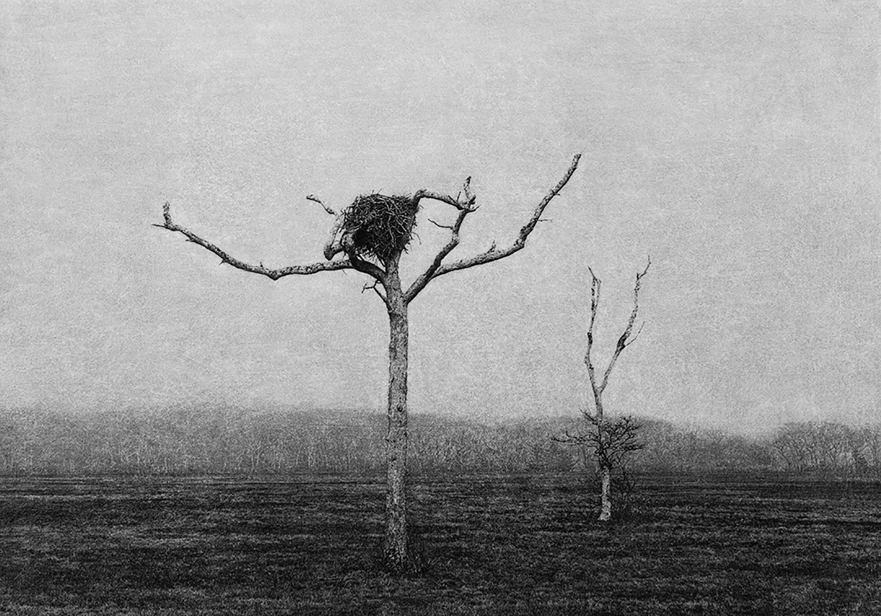 Jungjin Lee  Voice #26, 2019  Archival pigment print  39 7/8 x 57 inches