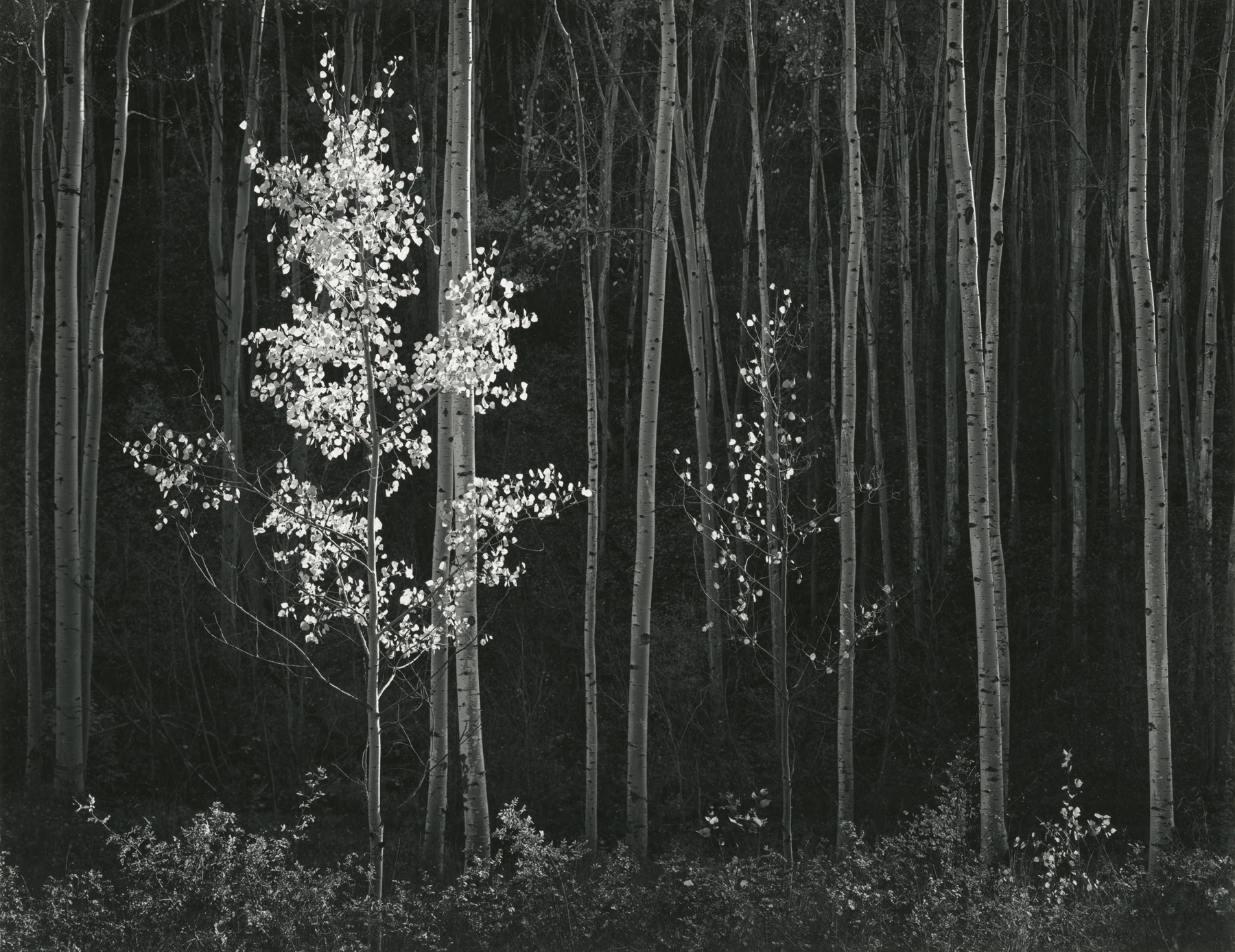 Ansel Adams  Aspens, New Mexico, 1958  Gelatin silver print; printed c.1958  10 5/8 x 13 5/8 inches