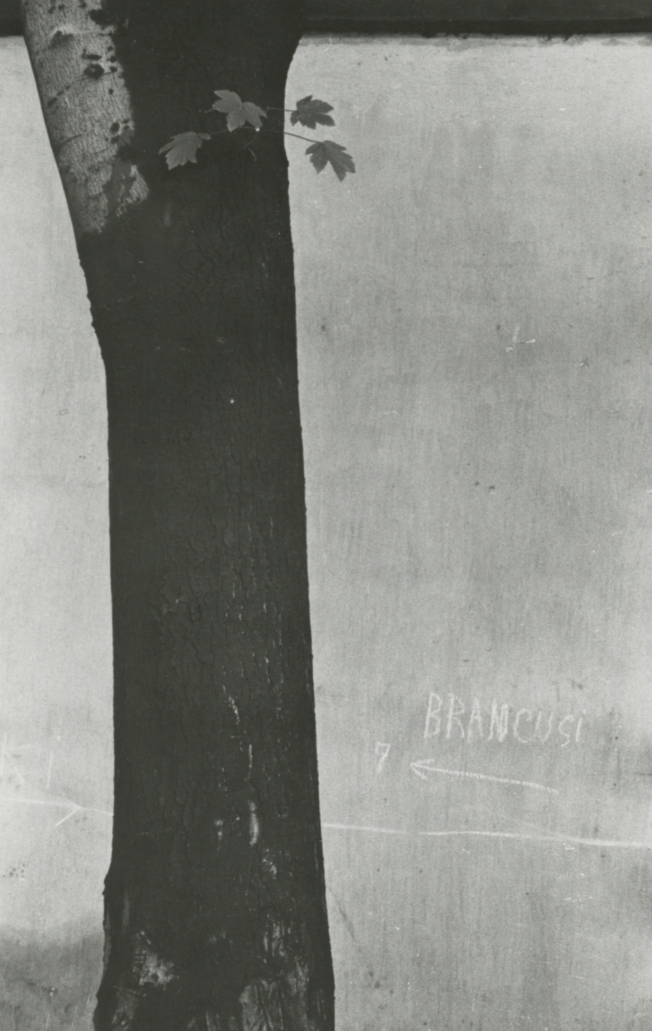 Arnold Newman  Constantin Brancusi, Paris, 1956  Gelatin silver print; printed c.1956  5 x 3 1/4 inches