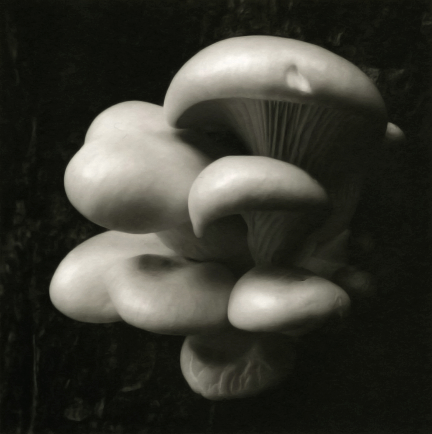 Mark Citret - Oyster Mushrooms, Yosemite, 1998  - Howard Greenberg Gallery