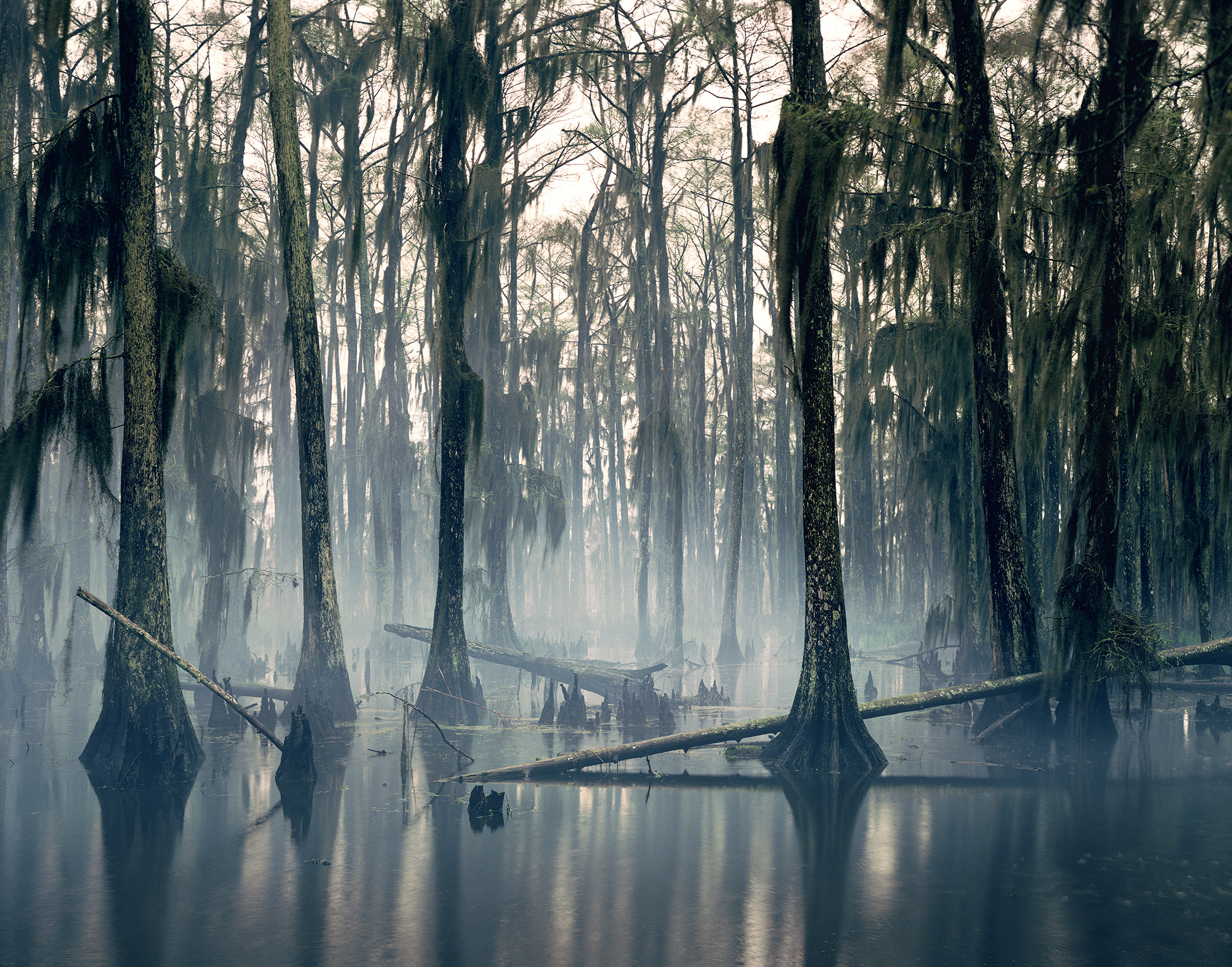 Nadav Kander - Spanish Moss - Louisiana - 1997