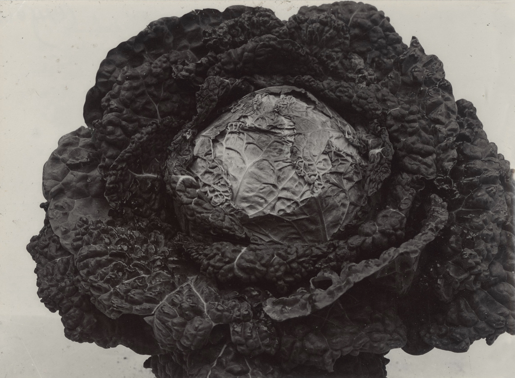 Charles Jones - - Howard Greenberg Gallery