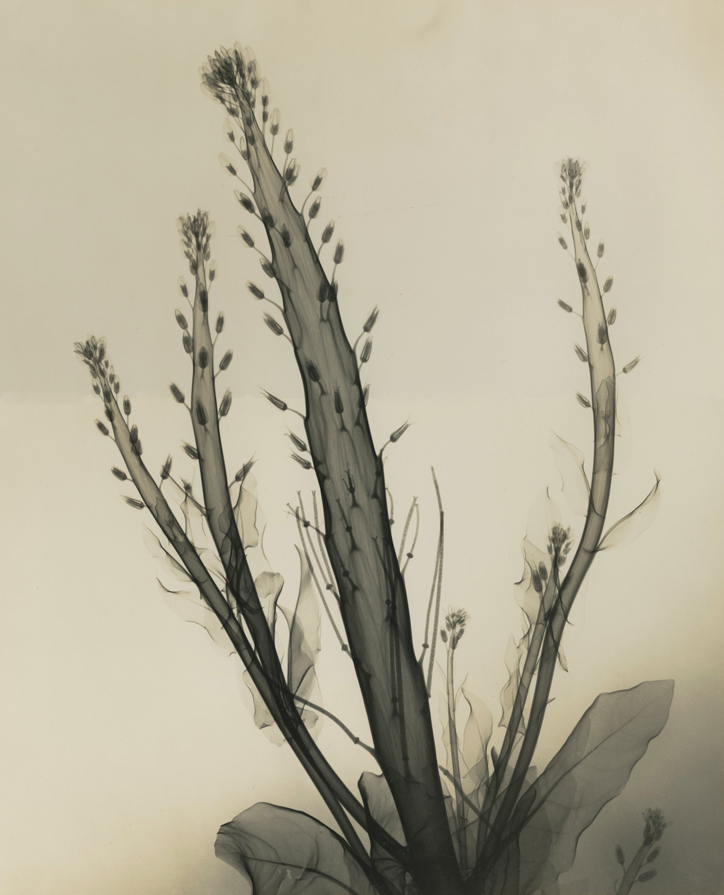 Dr. Dain L. Tasker - Desert Candle Reversed, 1937 - Howard Greenberg Gallery