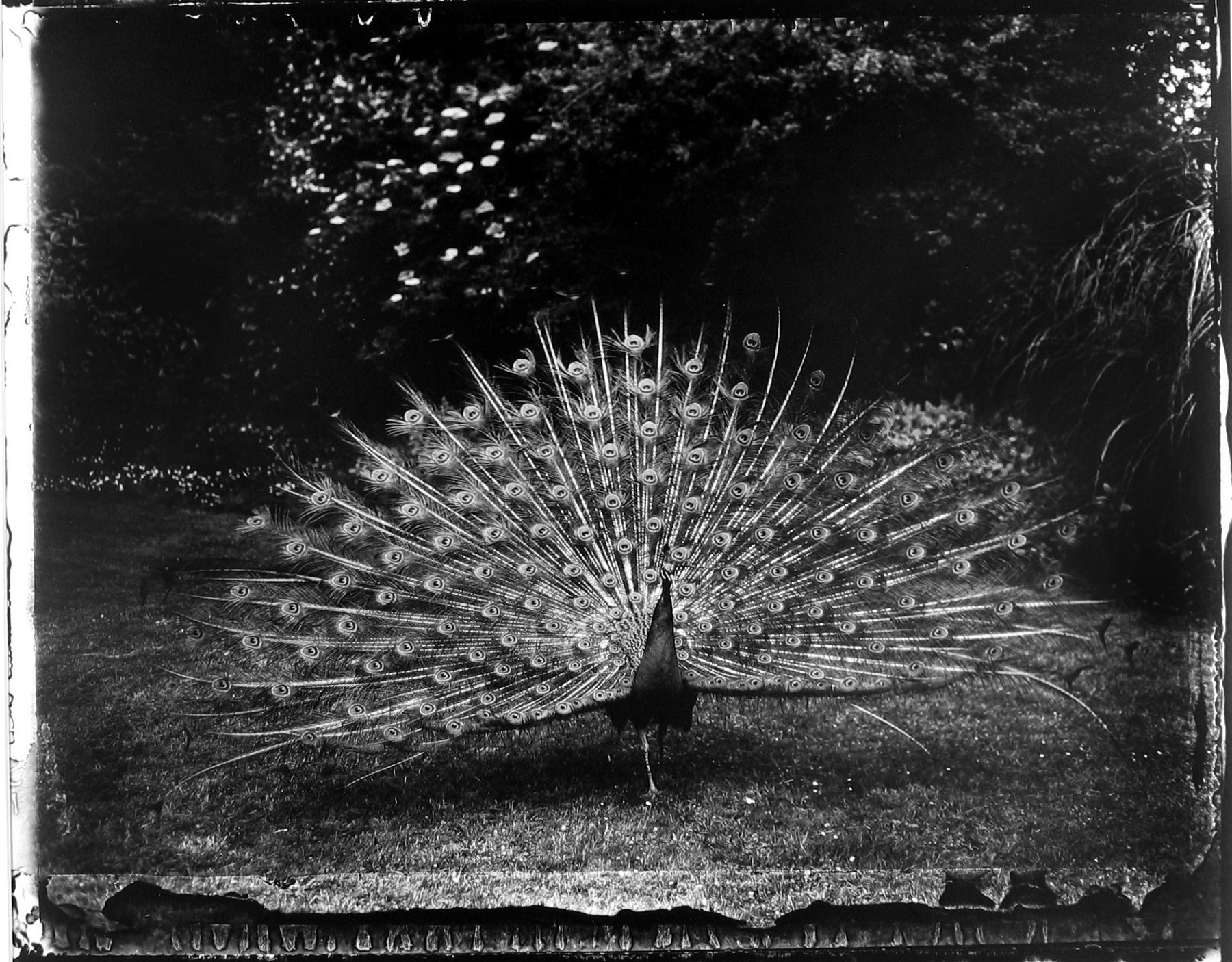 Bagatelle 1, 1989  Gelatin silver print  15 3/4 x 19 5/8 inches