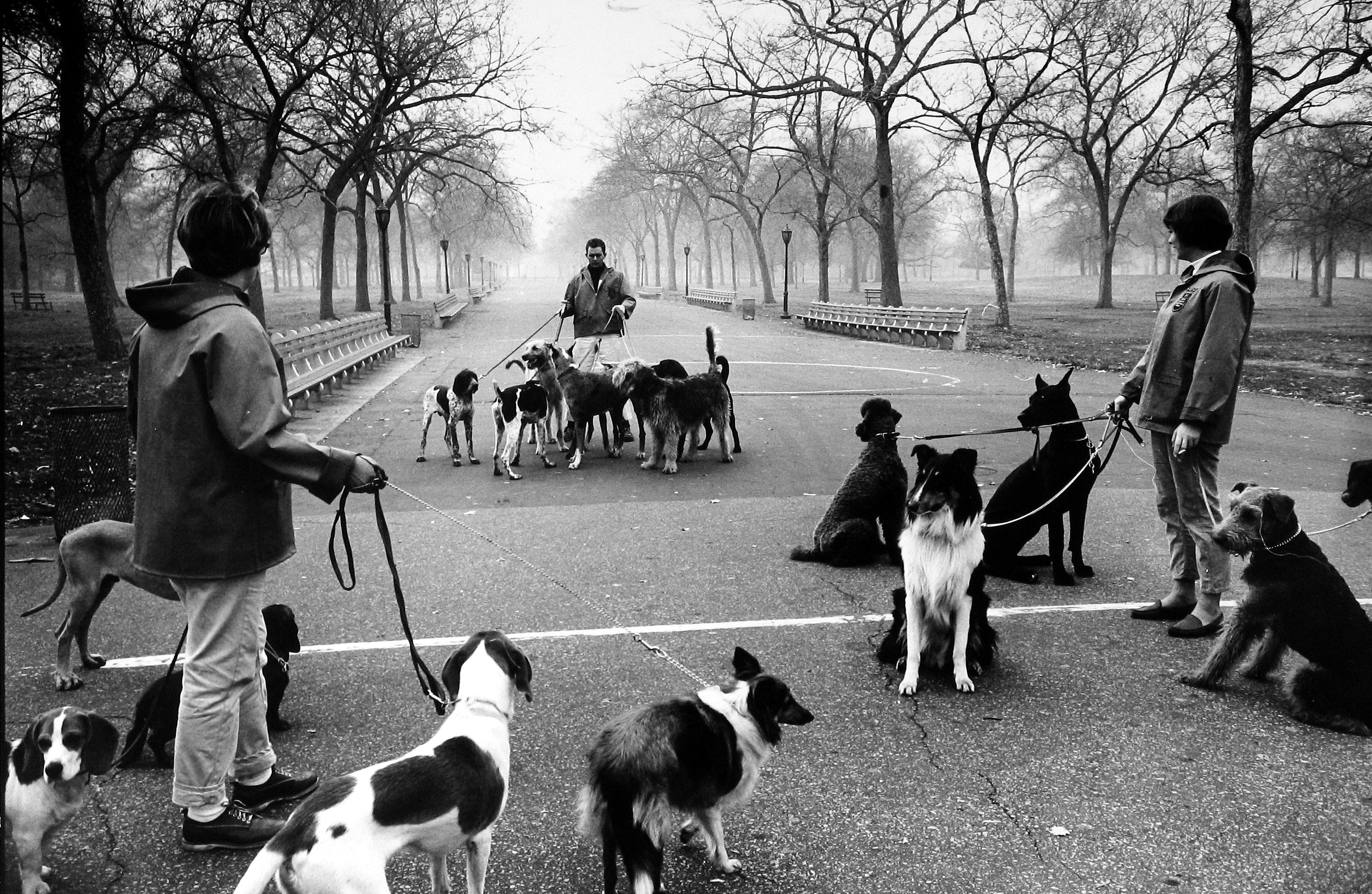 Alfred Eisenstaedt - Dog walking in Central Park, NYC, 1964 - Howard Greenberg Gallery