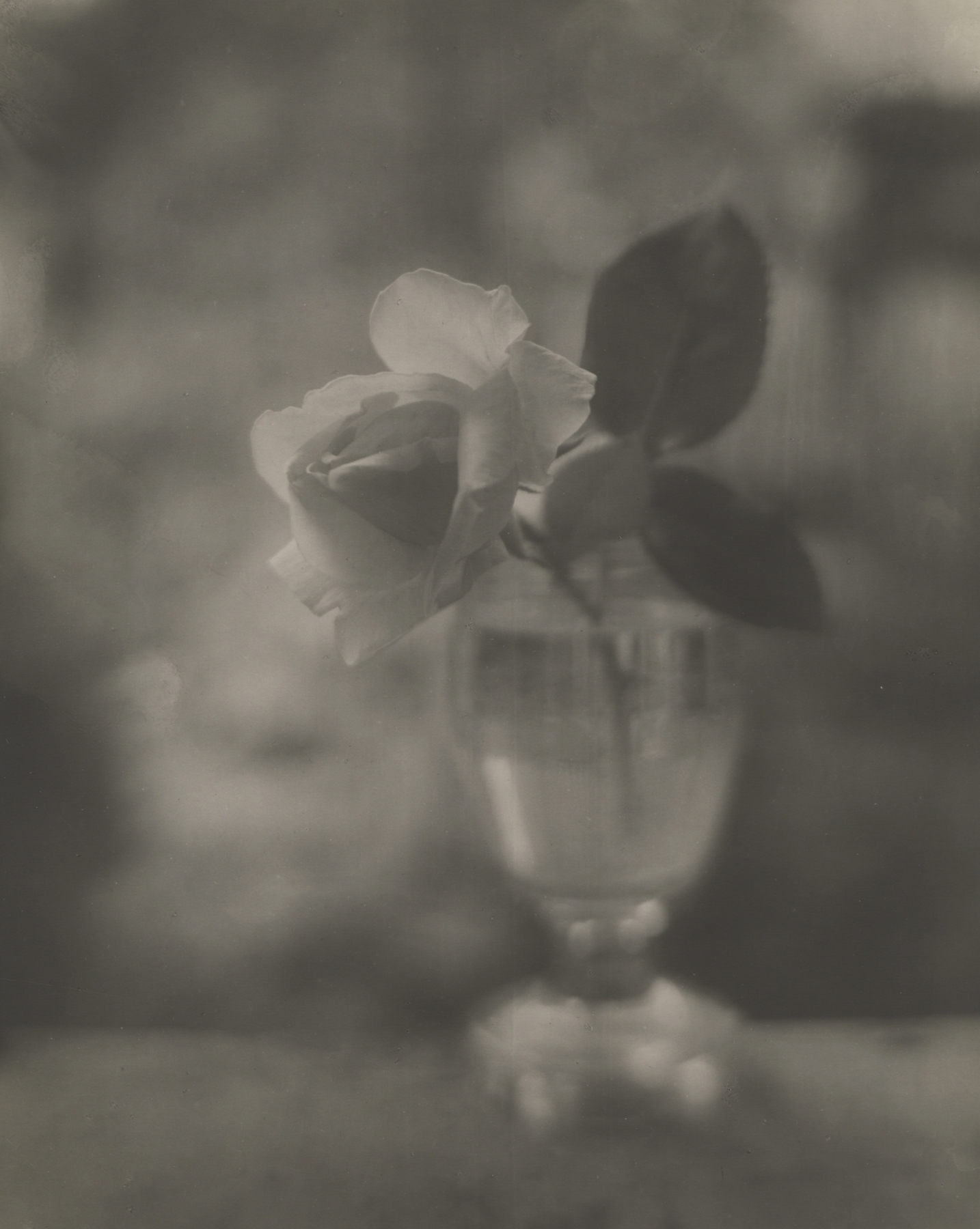 Untitled (white rose in vase), 1951-52  Gelatin silver print; printed c.1951-51  10 3/8 x 8 1/4 inches