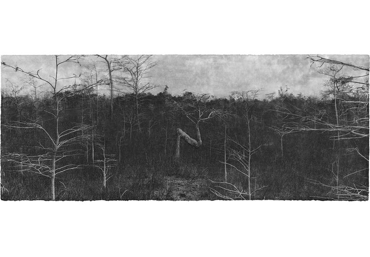Everglades 19, 2014  Archival pigment print  22 x 44 inches