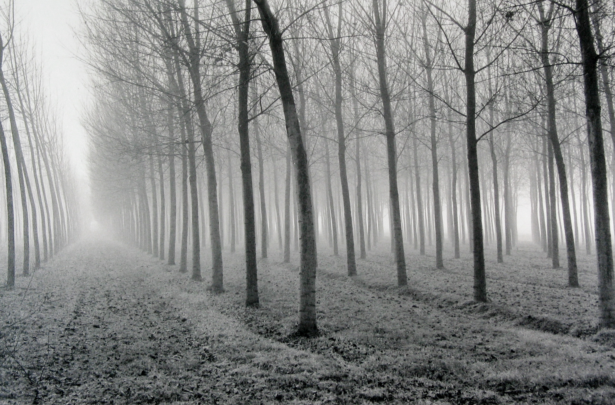Mark Citret - Poplars, Po River Valley, 1998 - Howard Greenberg Gallery