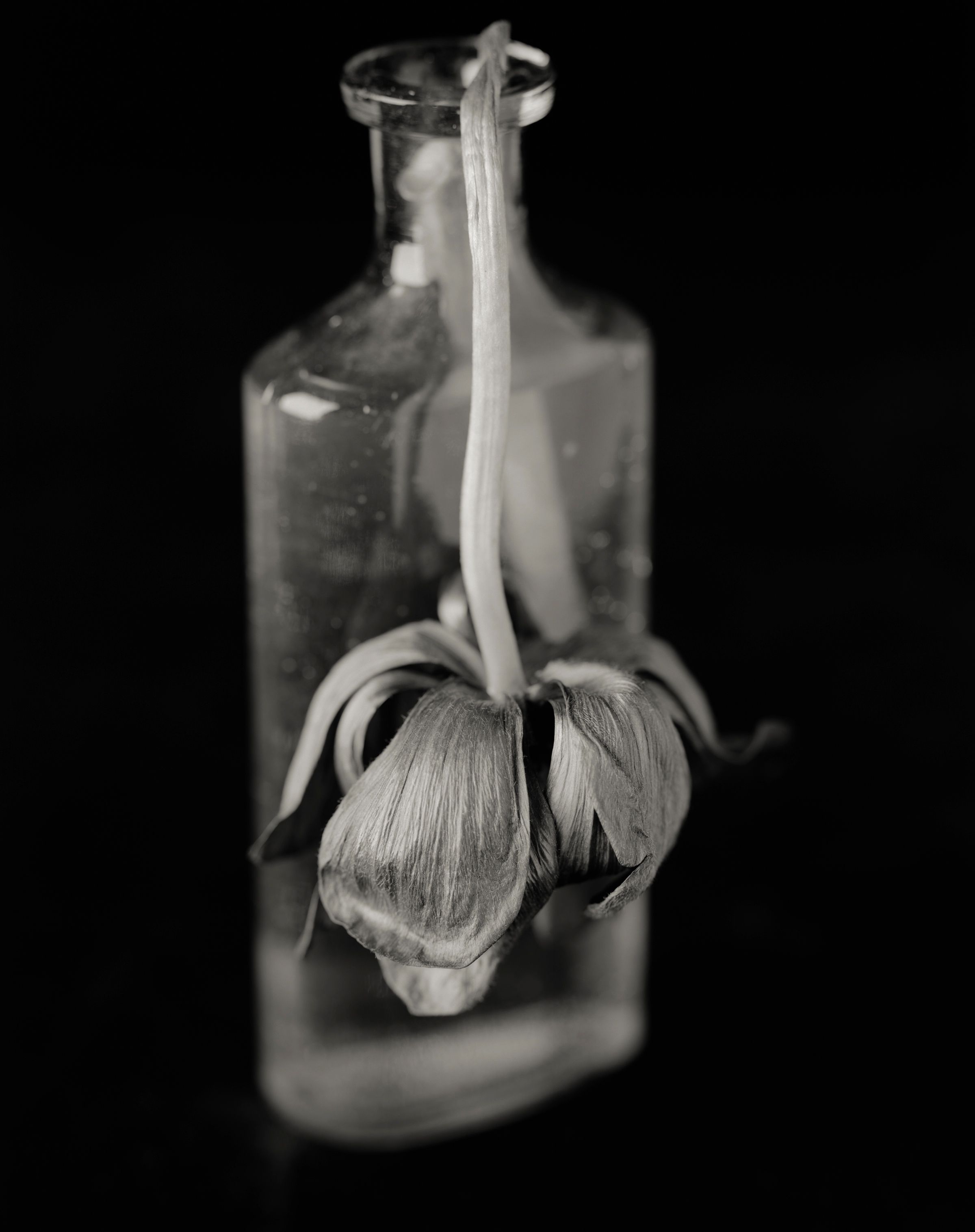 Yumiko Izu - Secret Garden Noir 3, 2004 - Howard Greenberg Gallery