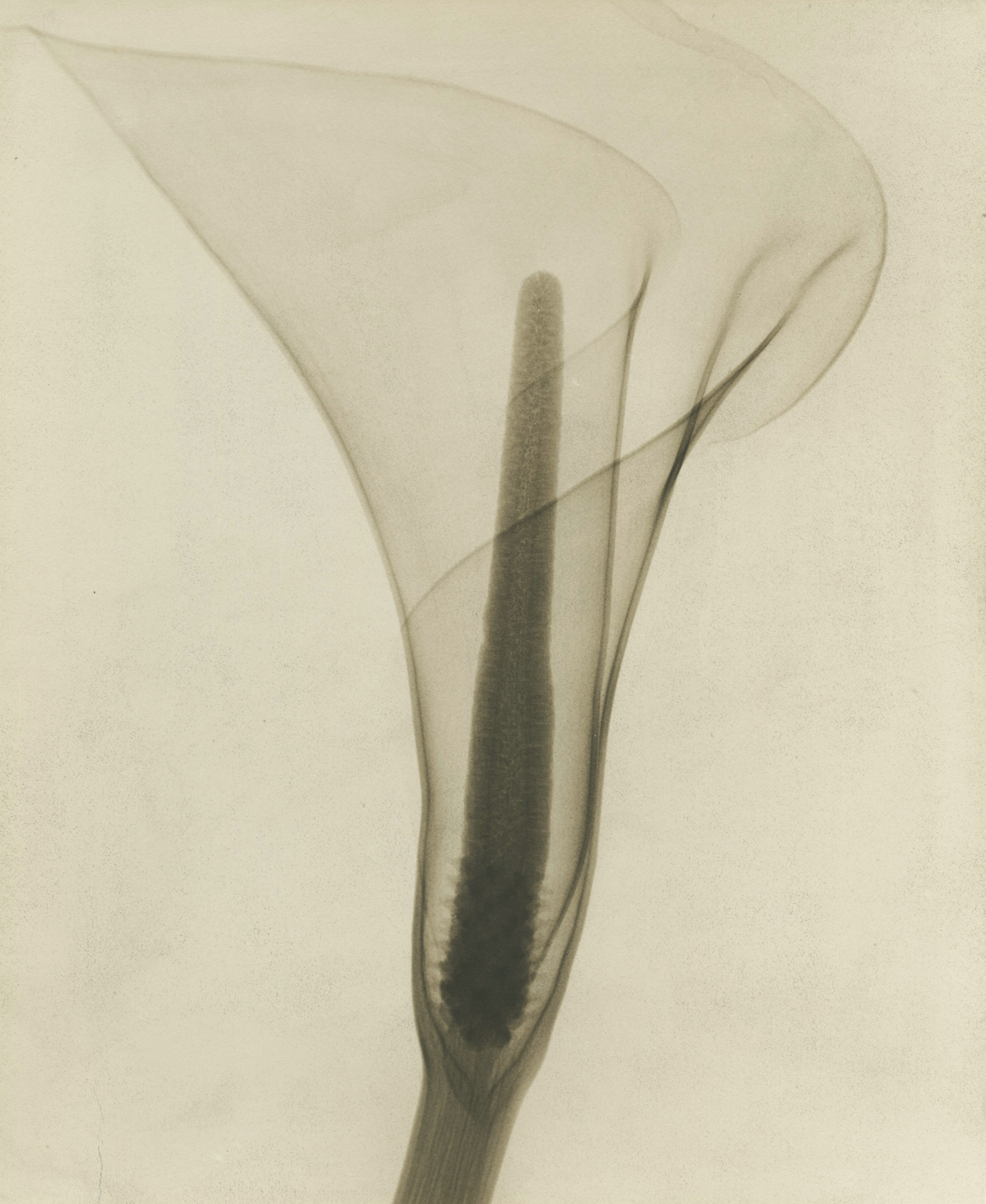 Dr. Dain L. Tasker - X-ray of a Lily, 1930 - Howard Greenberg Gallery