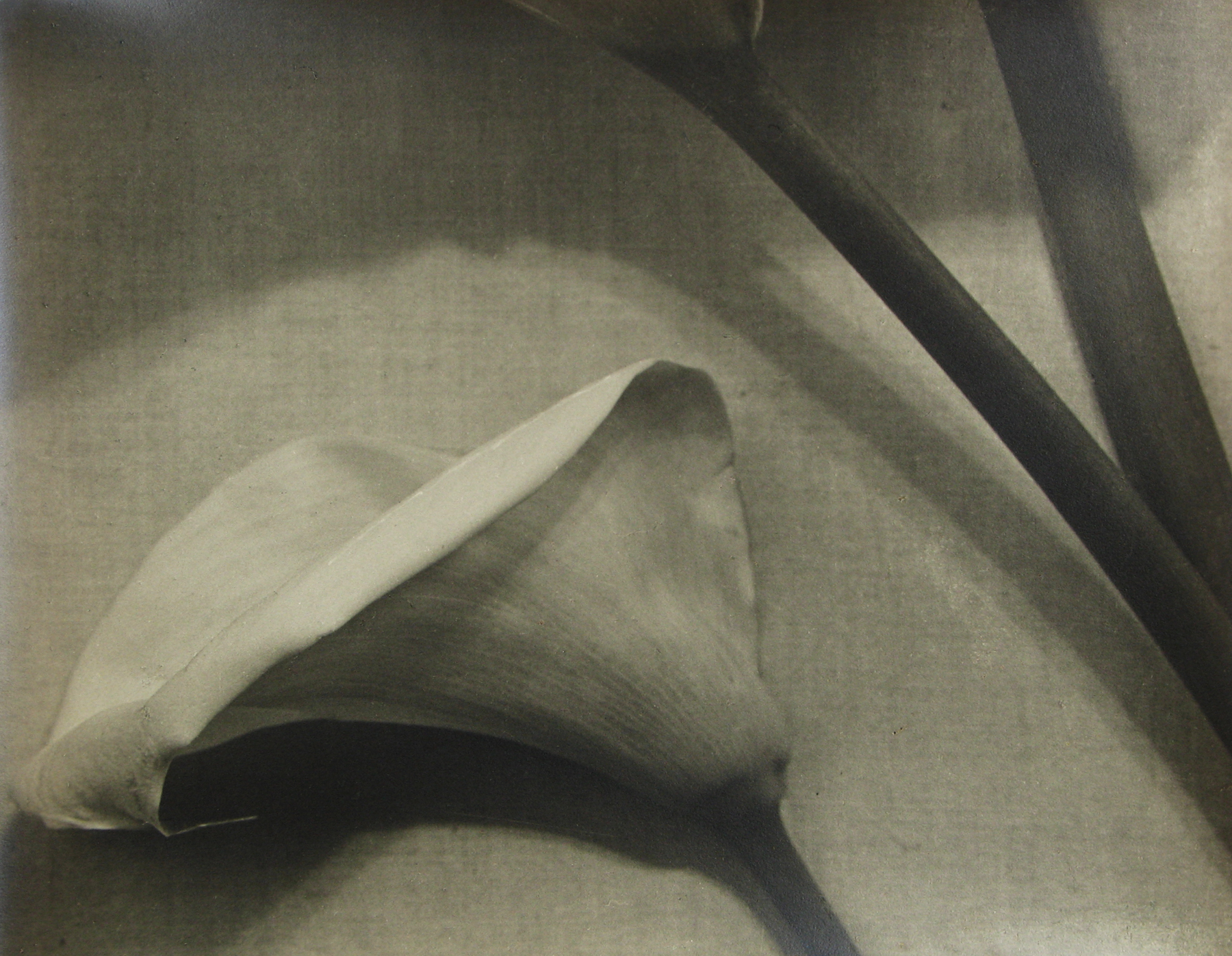 John Vanderpant - Untitled (floral rhythm variant), 1935 - Howard Greenberg Gallery