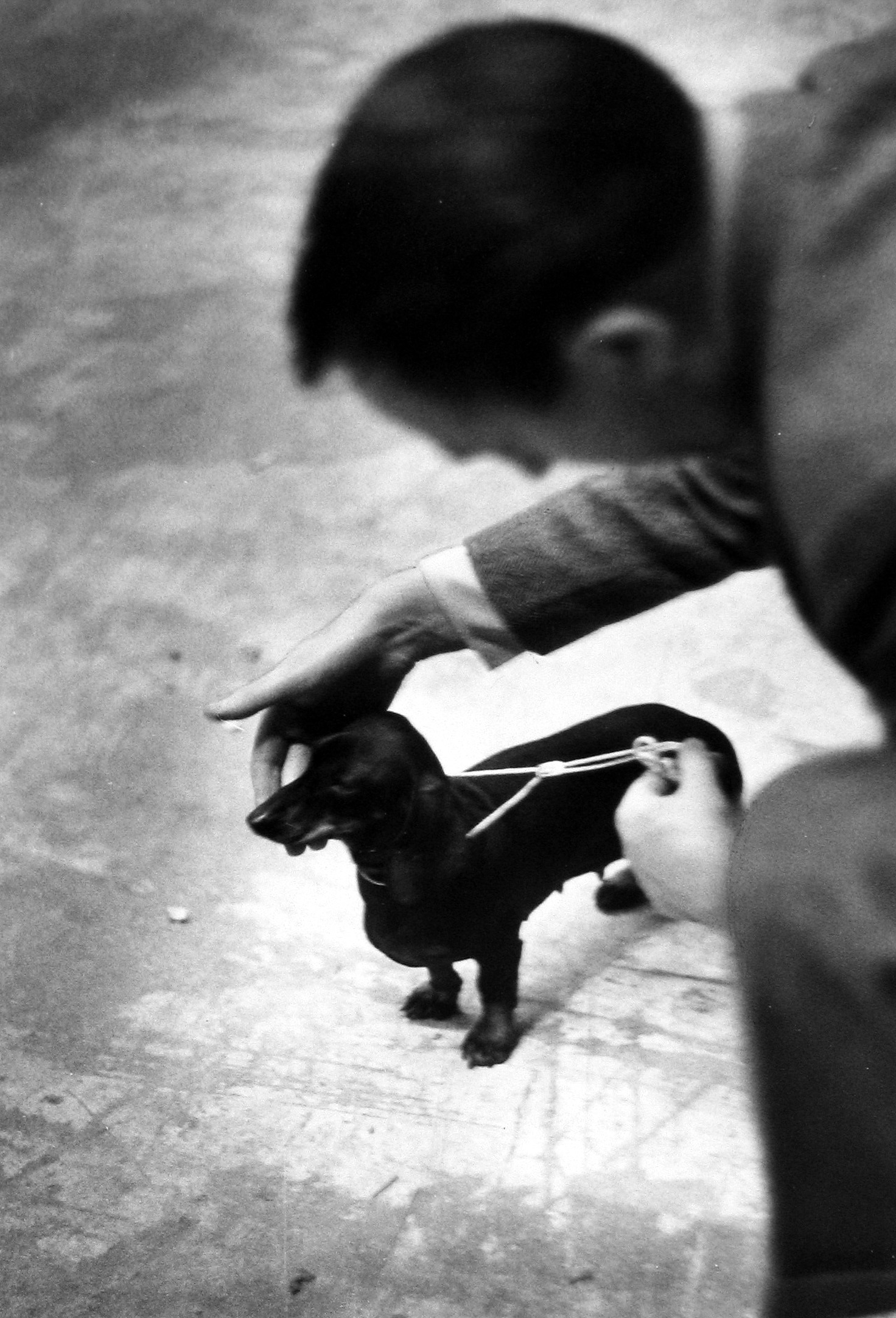 Ruth Orkin - Man Patting Dachshund, c.1959 - Howard Greenberg Gallery