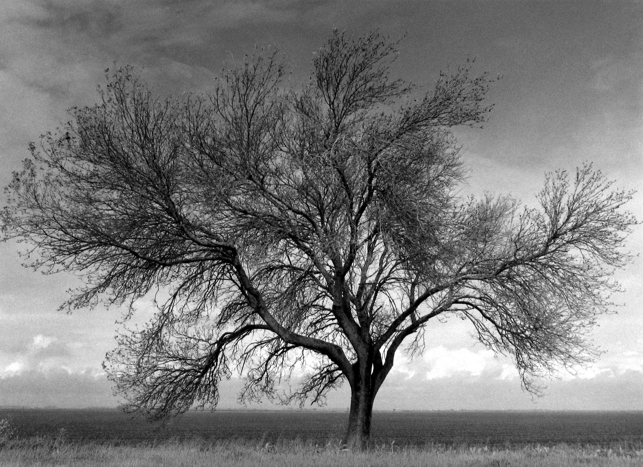 Mark Citret - Walnut Tree, Sutter Basin, 2003  - Howard Greenberg Gallery