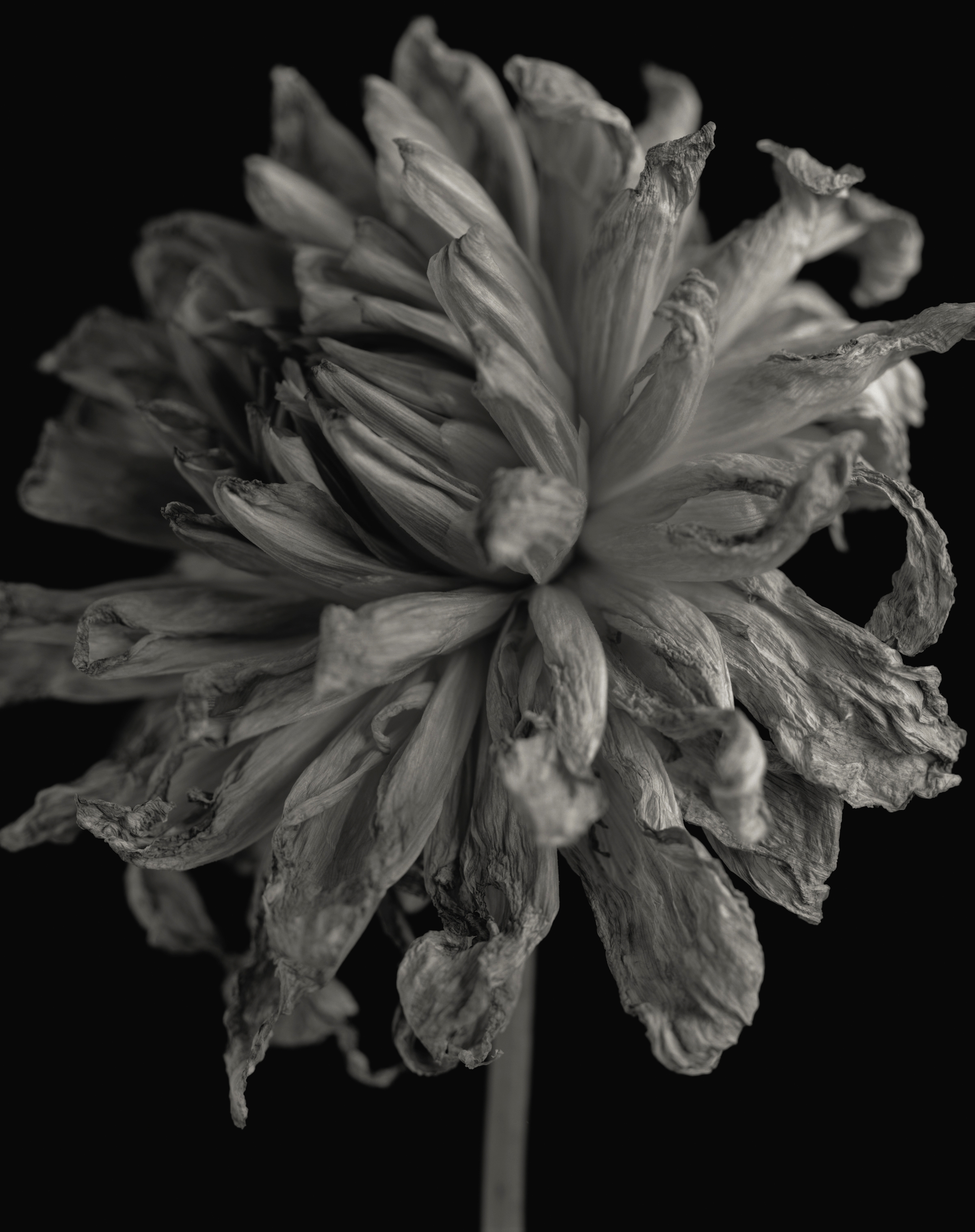 Yumiko Izu - Secret Garden Noir 39, 2007 - Howard Greenberg Gallery