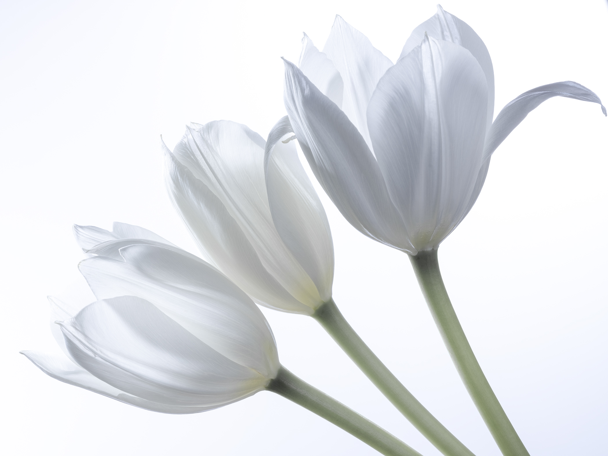 Yumiko Izu, Secret Garden Nuance 11, 2020, Archival Pigment Print, Howard Greenberg Gallery, 2020