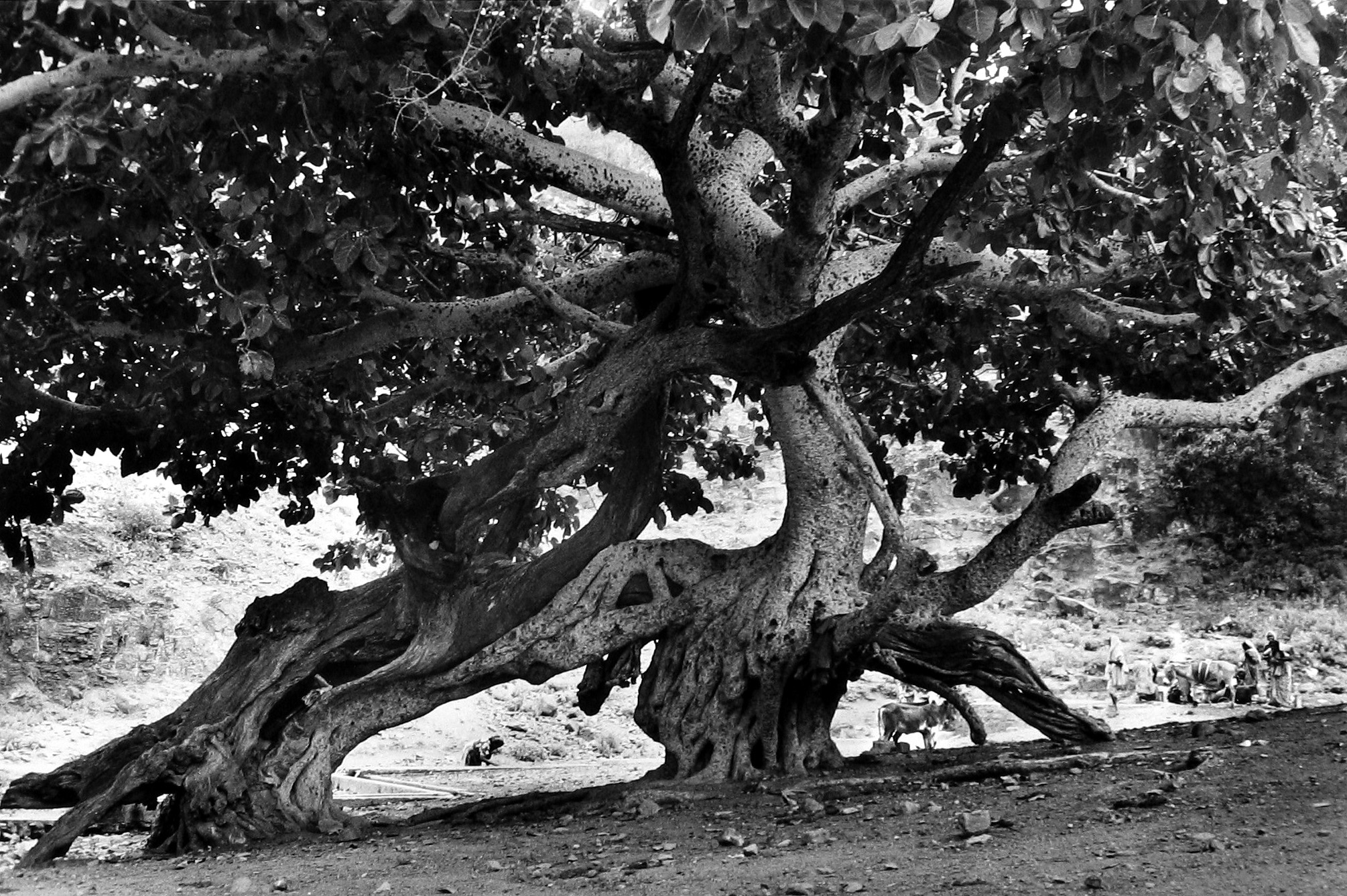 Martine Franck - Djibouti, 1990 - Howard Greenberg Gallery