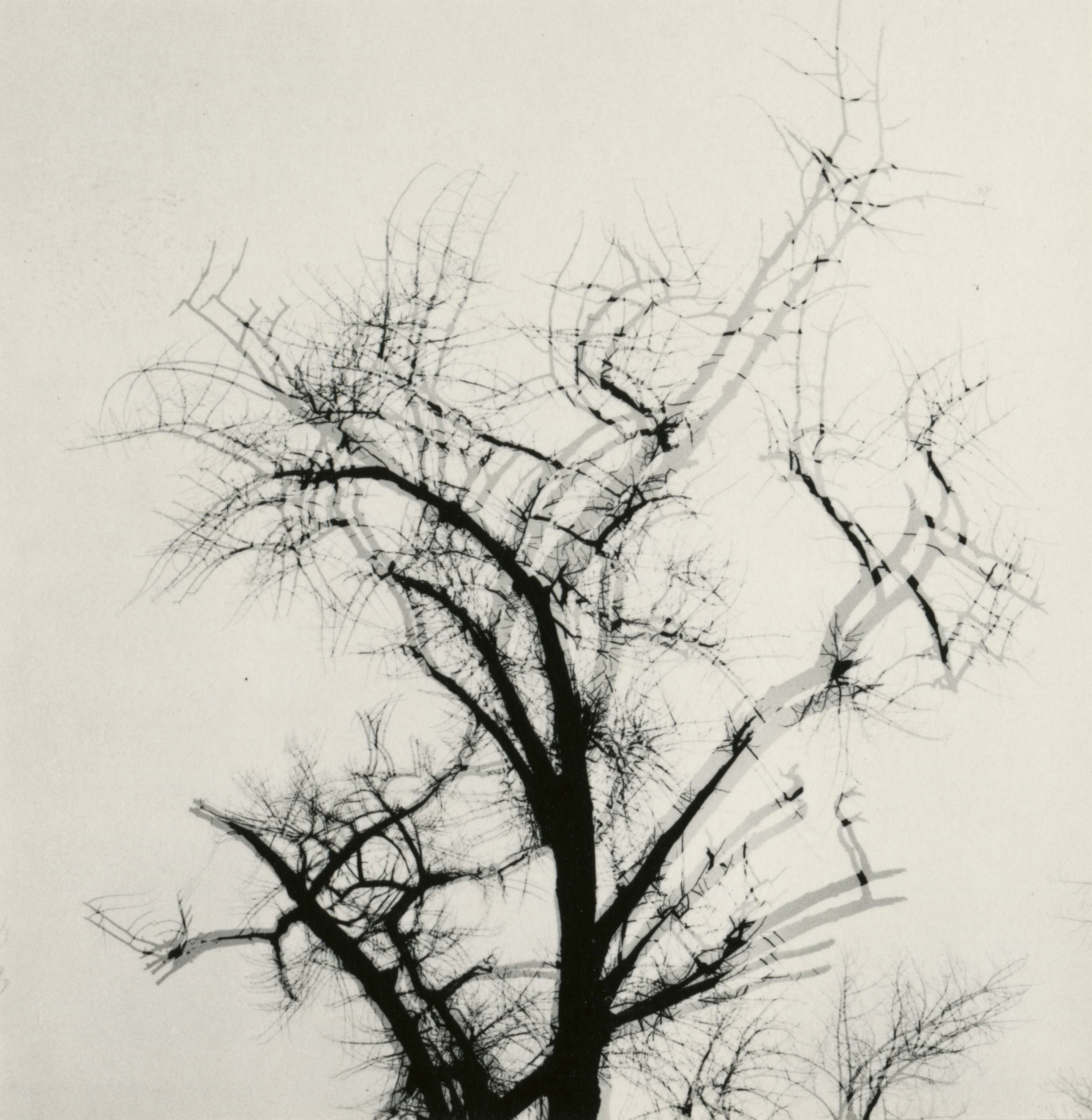 Harry Callahan - Multiple Exposure Tree, 1956 - Howard Greenberg Gallery