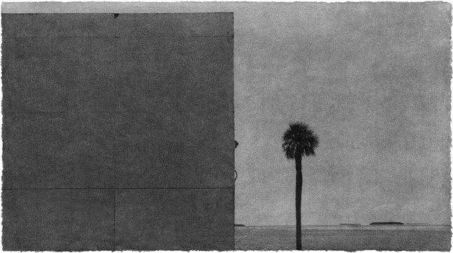 Everglades 15, 2014  Archival pigment print; printed 2016  26 x 44 inches