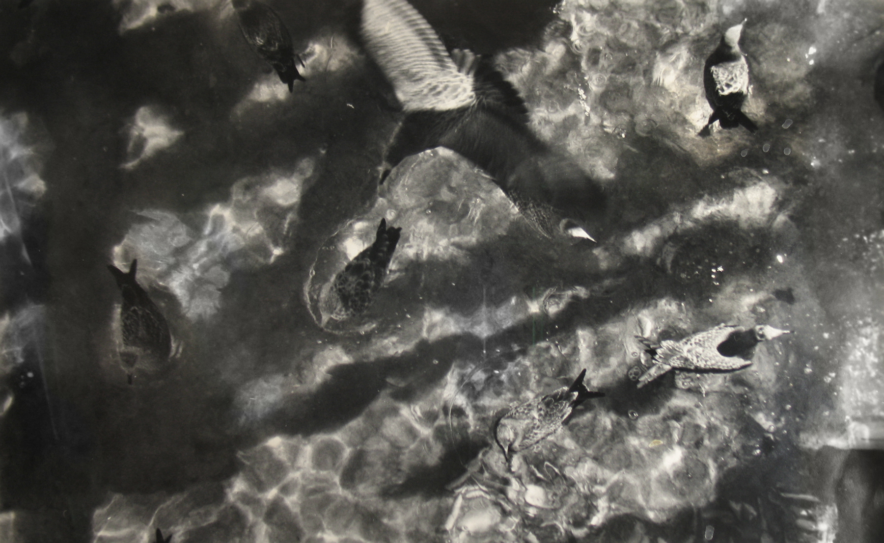 Sid Grossman - Provincetown, c.1952 - Howard Greenberg Gallery