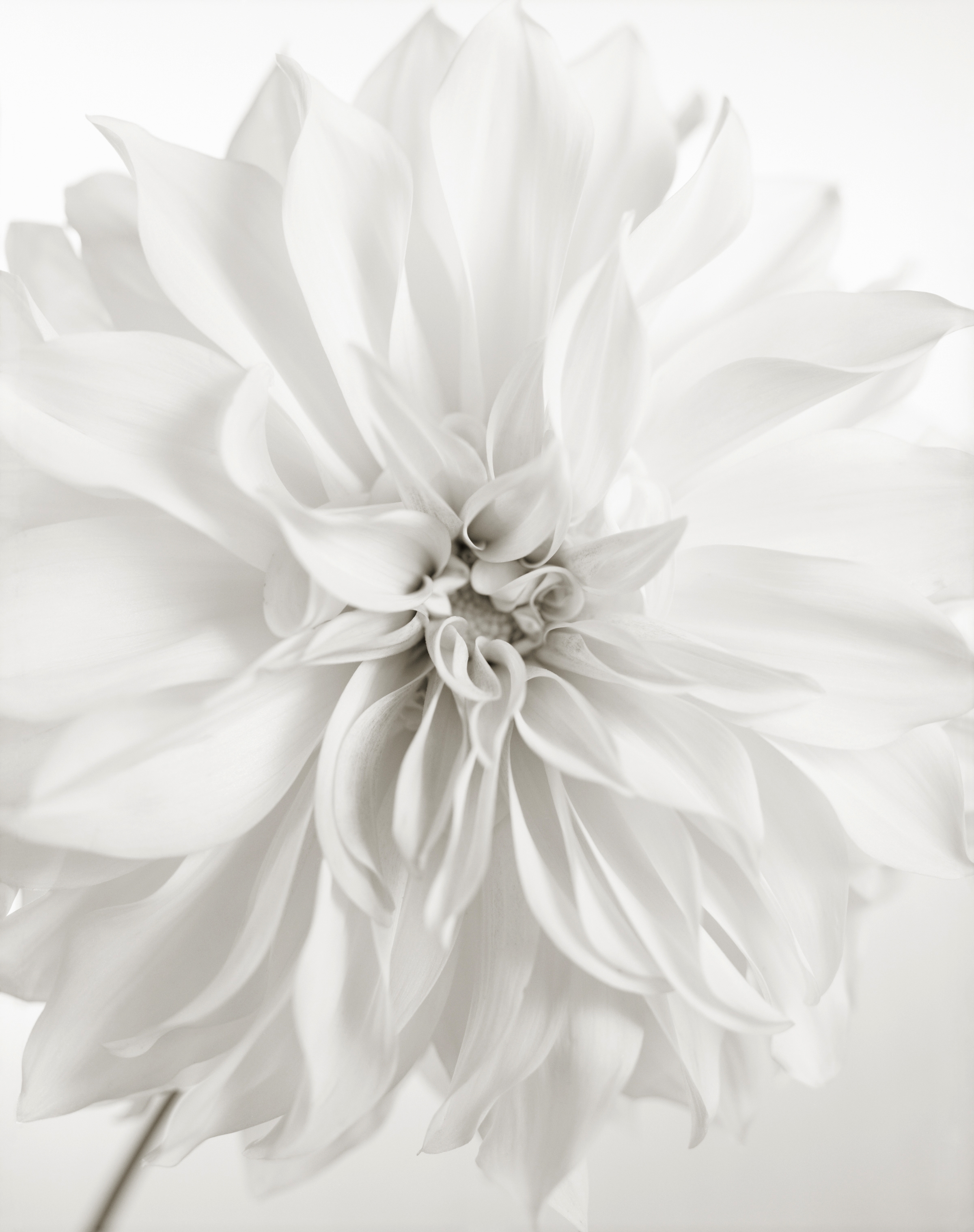 Yumiko Izu - Secret Garden Blanc 114, 2011 - Howard Greenberg Gallery