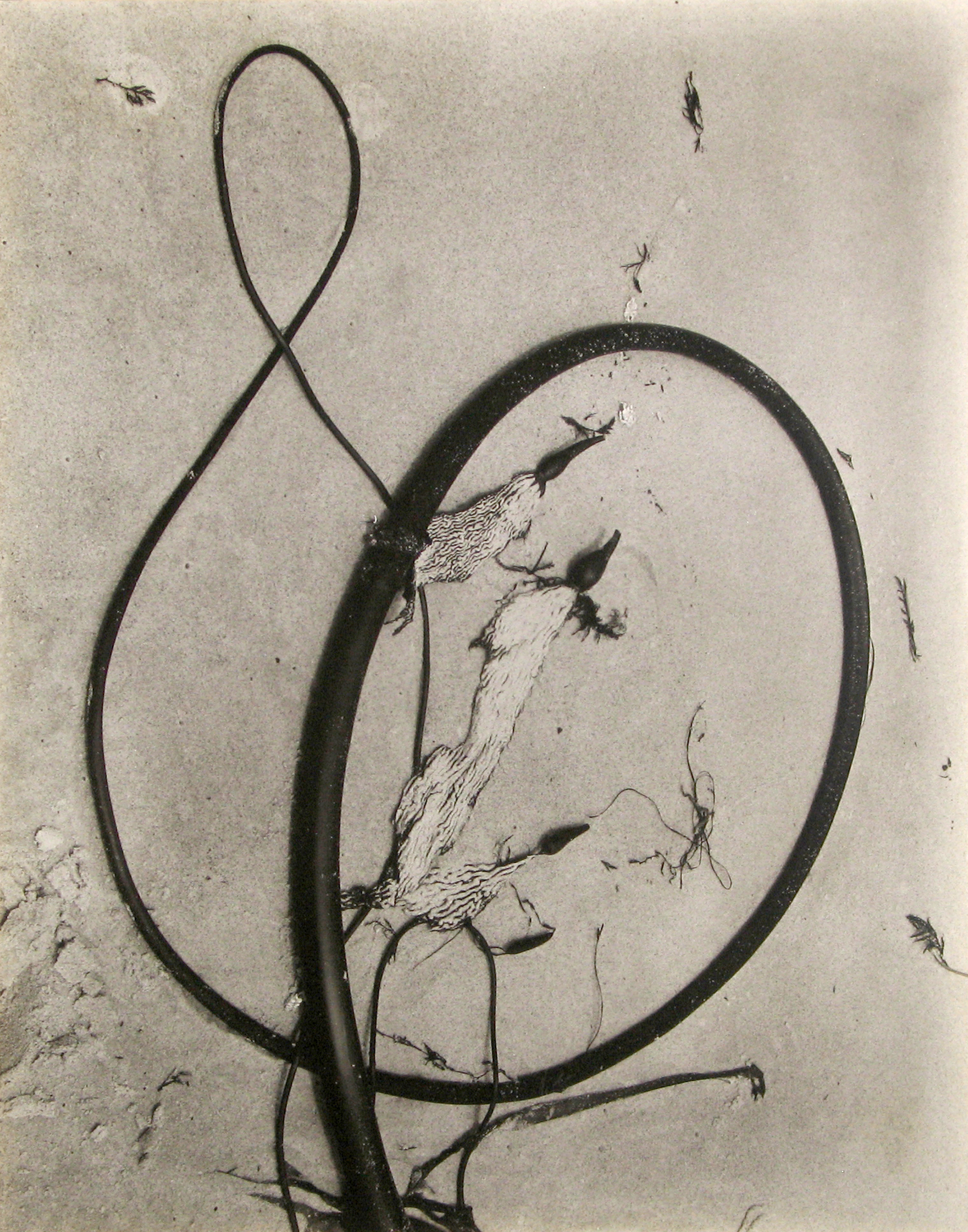Edward Weston - Kelp, 1930 - Howard Greenberg Gallery
