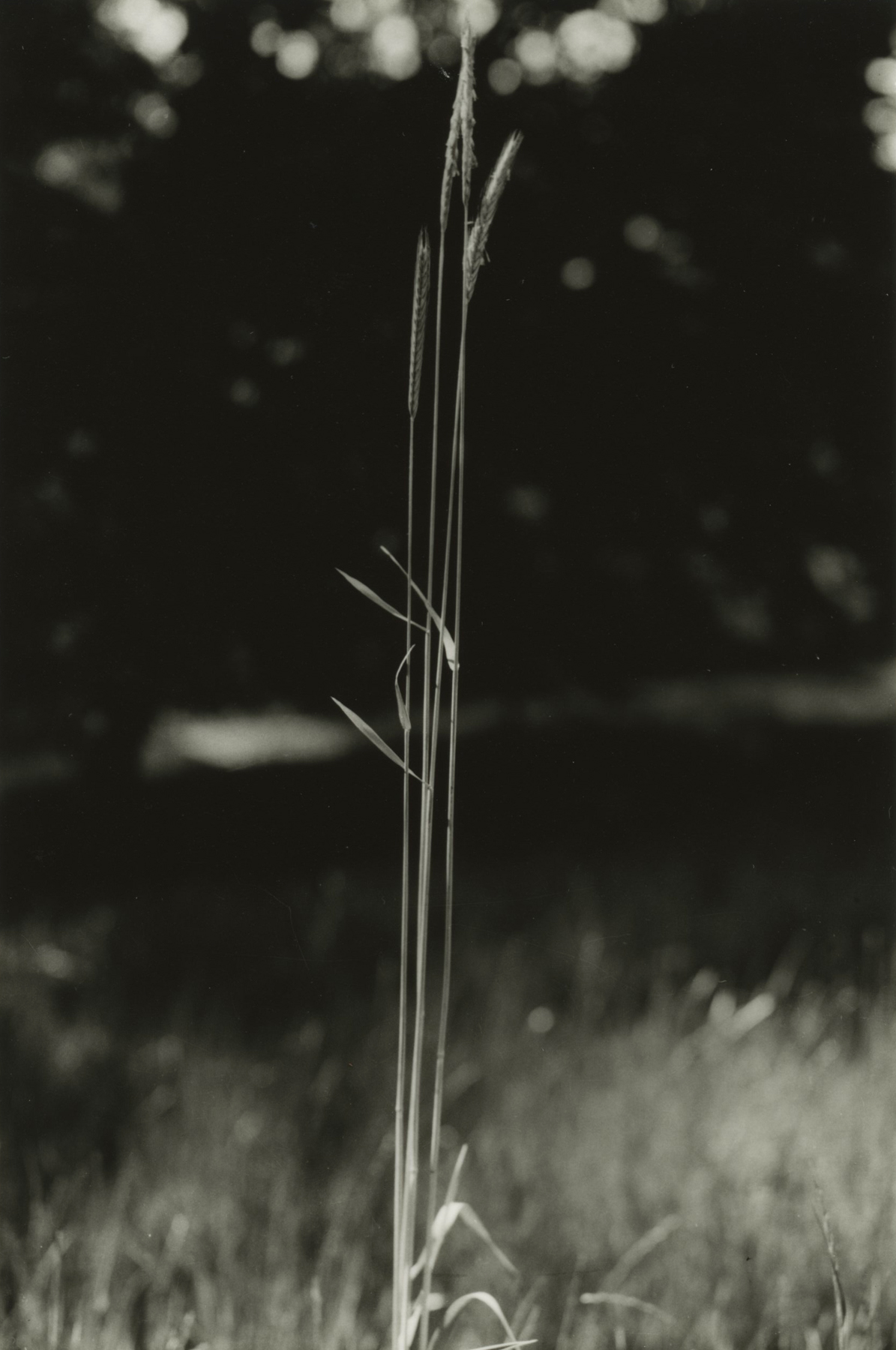 Dorothy Norman - Woods Hole, 1932 - Howard Greenberg Gallery