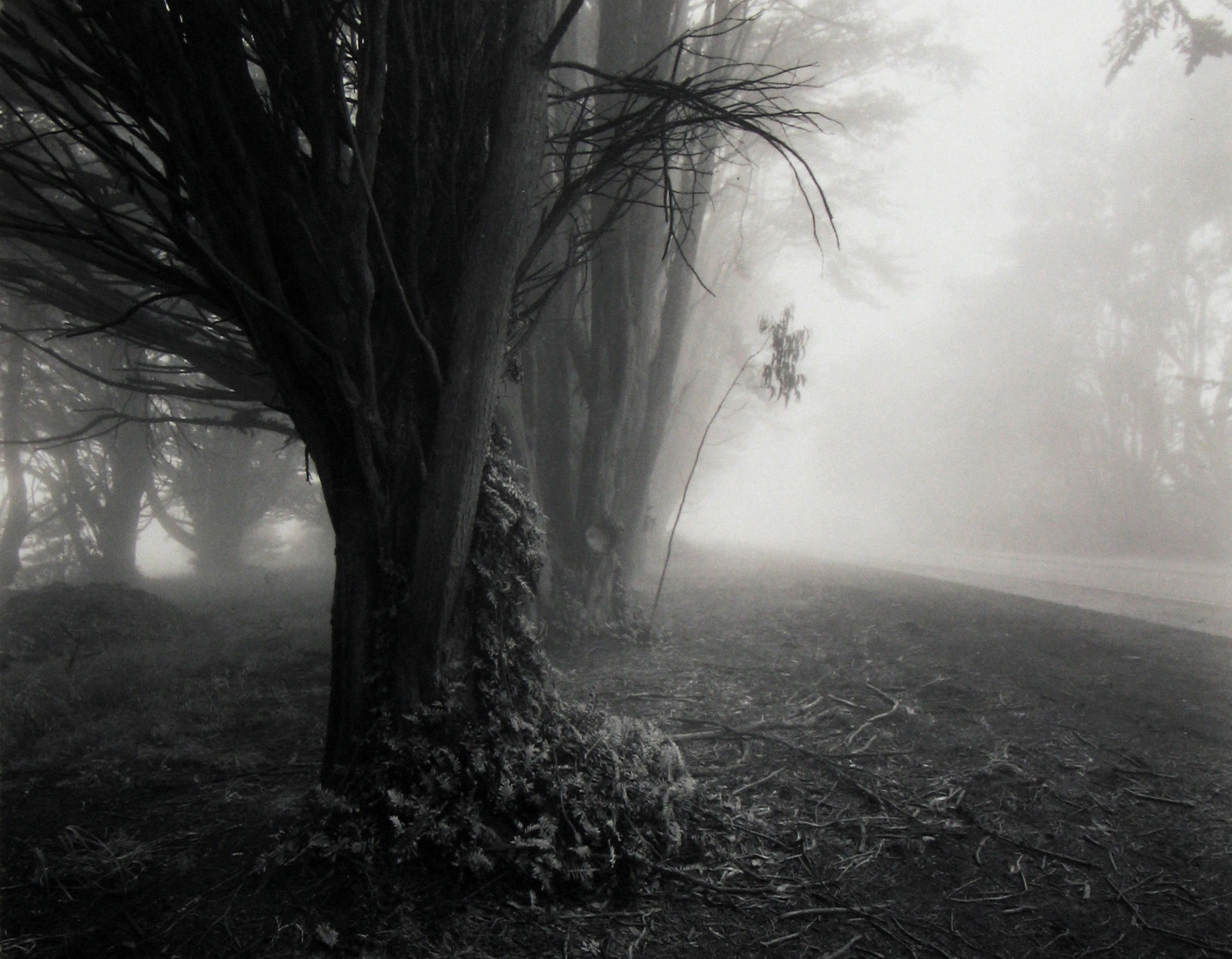 Mark Citret - Skyline Drive, 1996  - Howard Greenberg Gallery