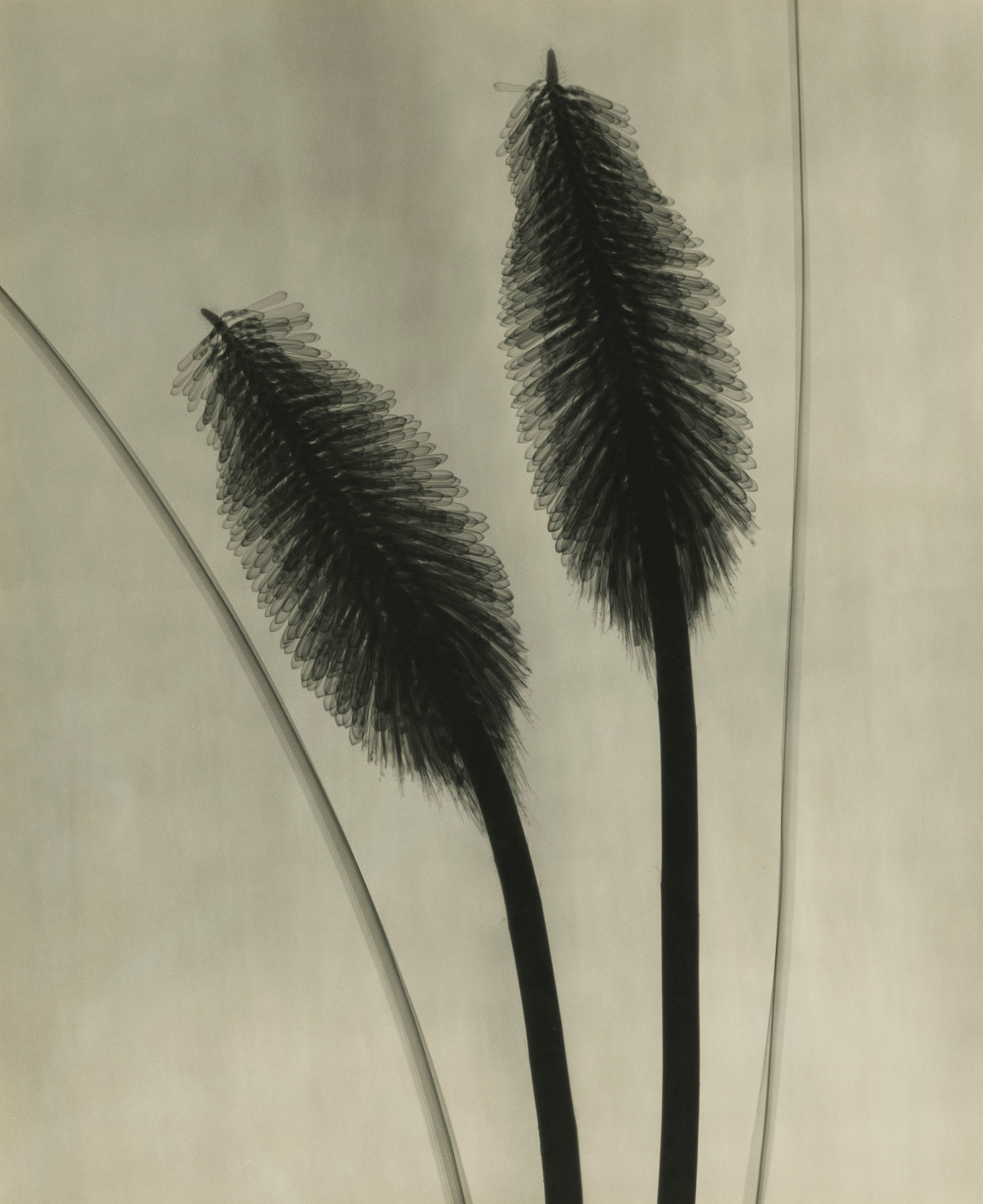 Dr. Dain L. Tasker - Red Hot Pokers, 1930 - Howard Greenberg Gallery