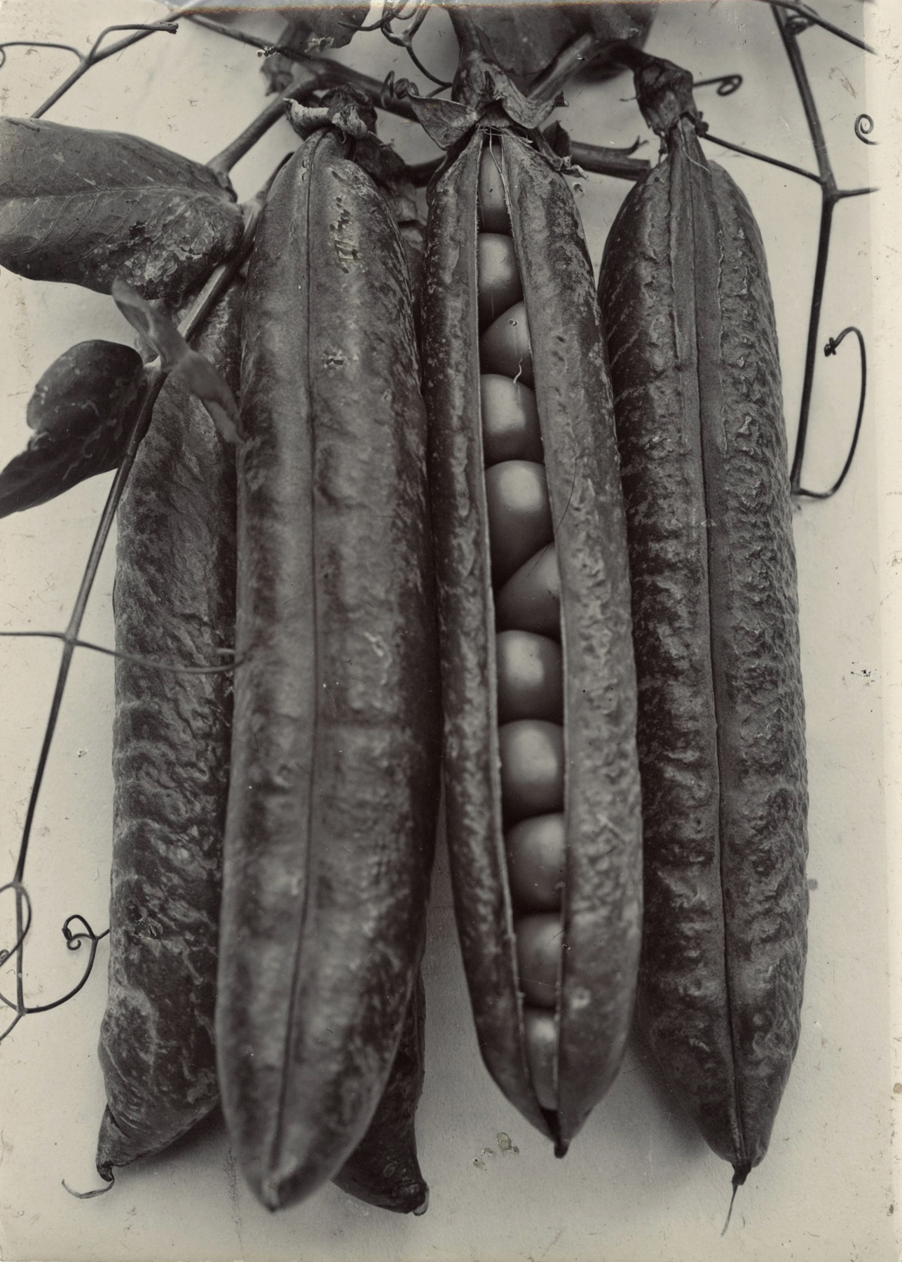 Charles Jones - Pea Quite Content, c.1900 - Howard Greenberg Gallery