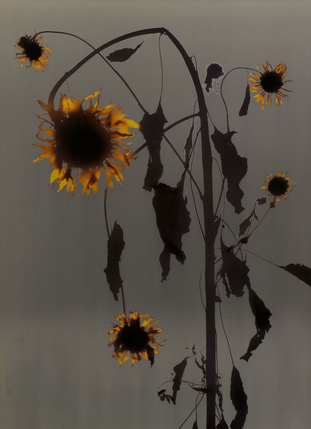 adam fuss cibachrome photogram howard greenberg gallery 2023