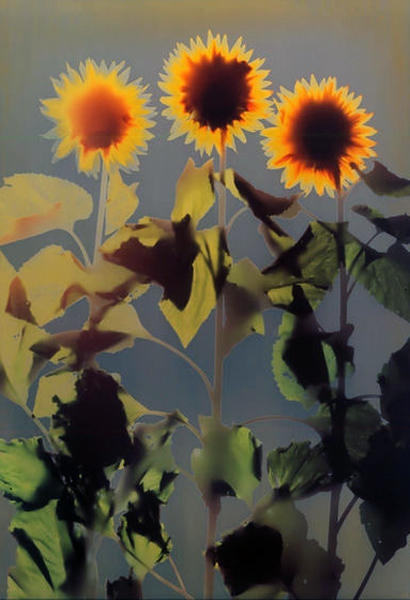 adam fuss untitled 1993, cibachrome howard greenberg gallery