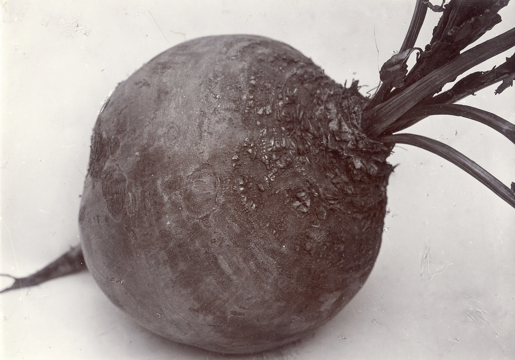 Charles Jones - Mangold Yellow Globe, c.1900 - Howard Greenberg Gallery