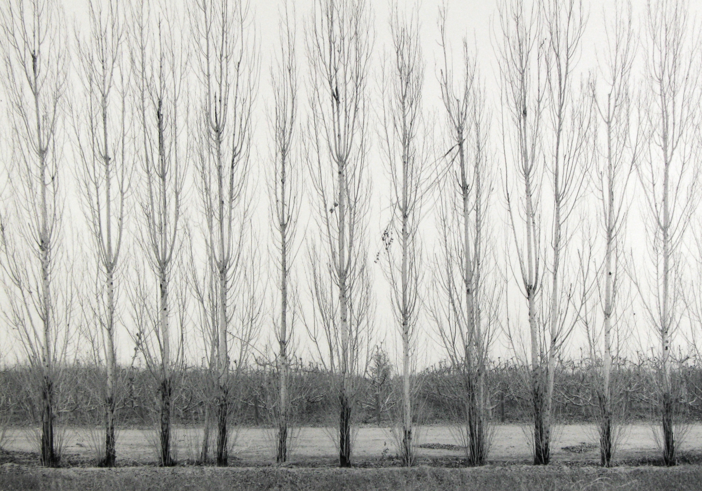 Mark Citret - Orchard and Windbreak, San Joaquin Valley, 2003- Howard Greenberg Gallery