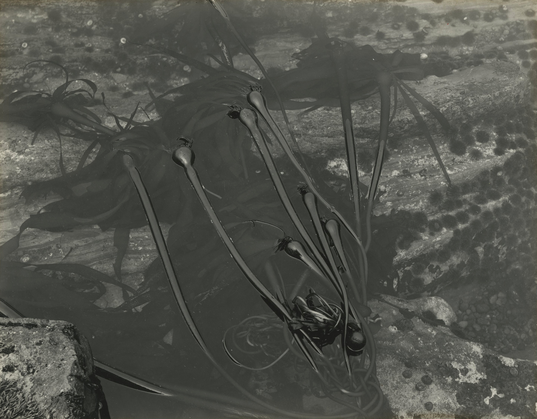 Edward Weston Howard Greenberg Gallery