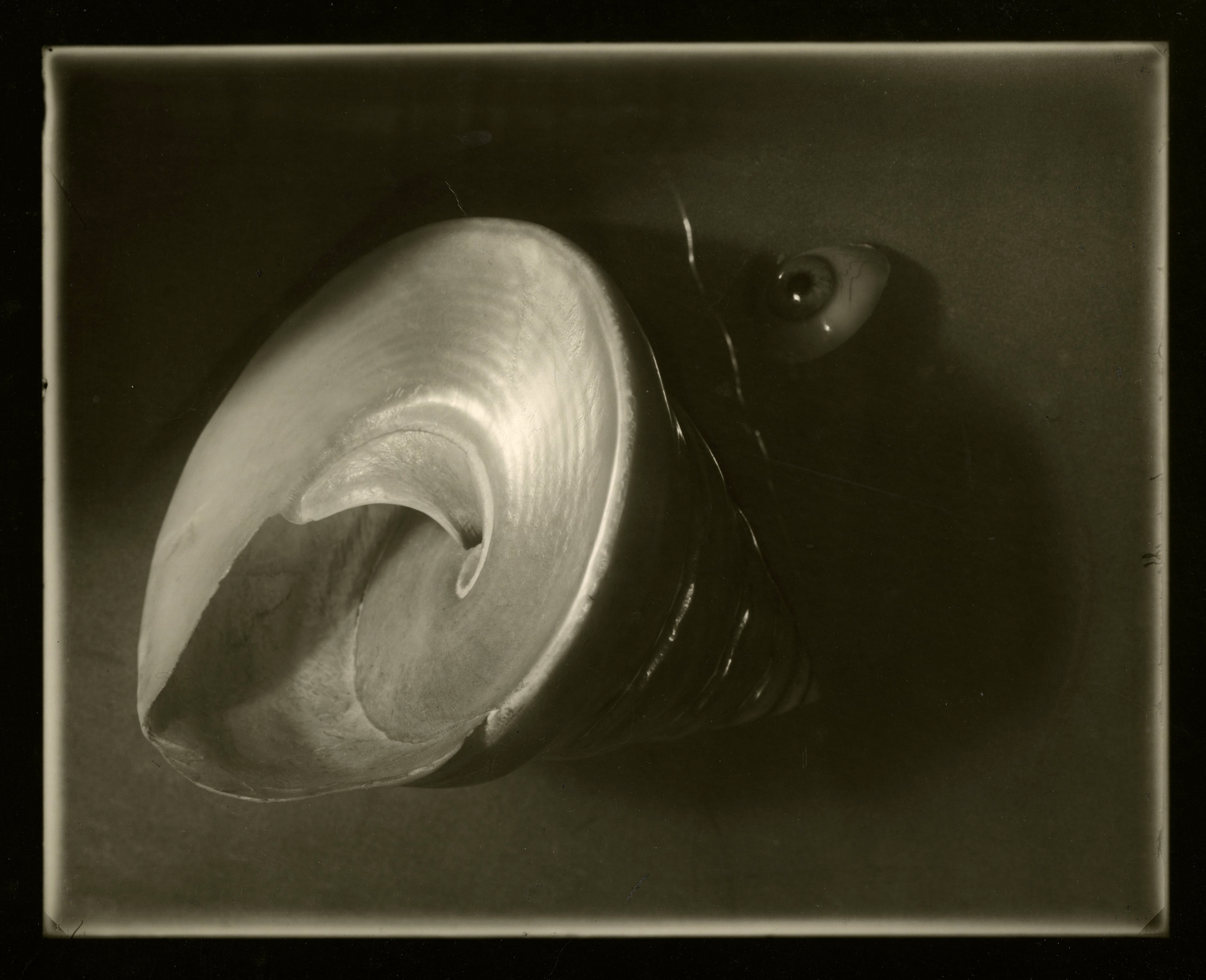 Josef Sudek - Shell and Eyeball Arrangement from Memories Cycle, 1956 - Howard Greenberg Gallery