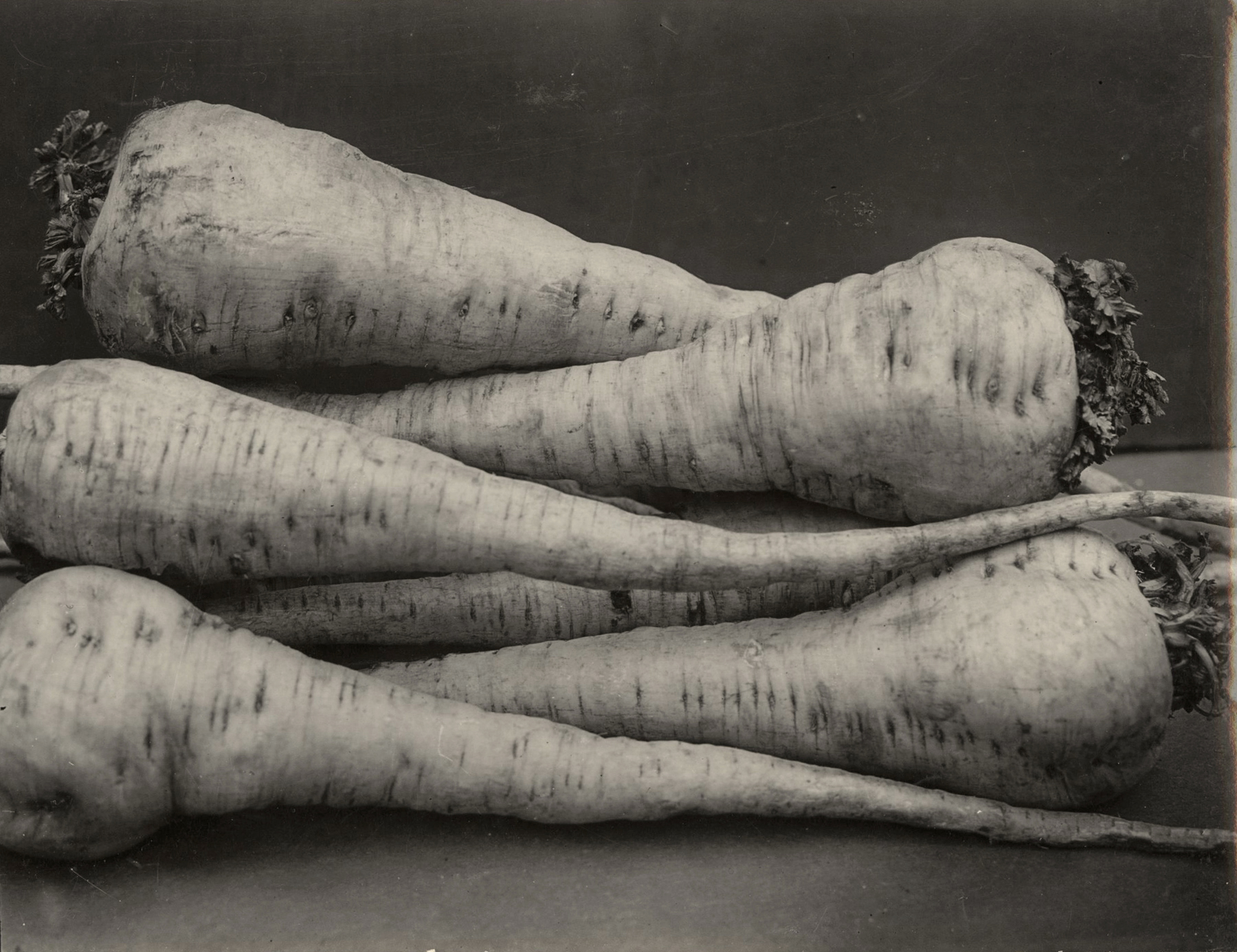 Charles Jones - Parsnip Student, c.1900- Howard Greenberg Gallery