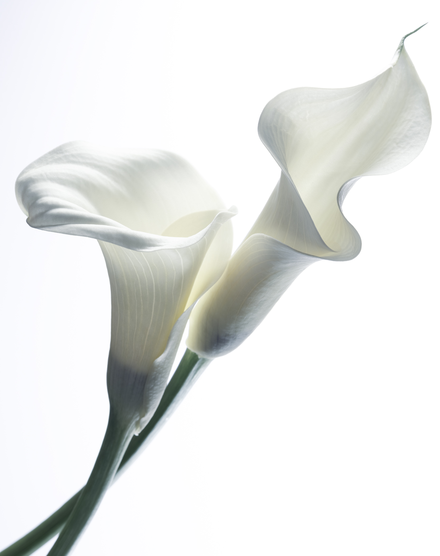 Yumiko Izu, Secret Garden Nuance 32, 2020 Archival pigment print 24 x 19 inches