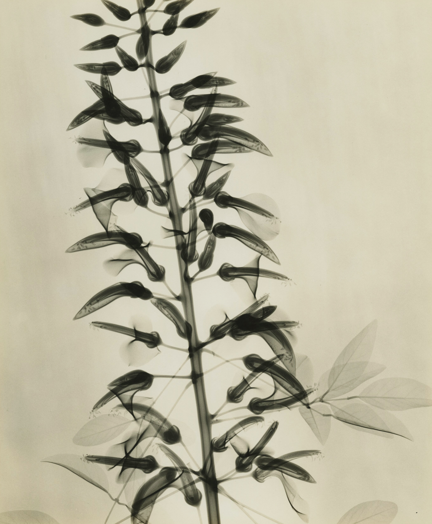 Dr. Dain L. Tasker - Howard Greenberg Gallery