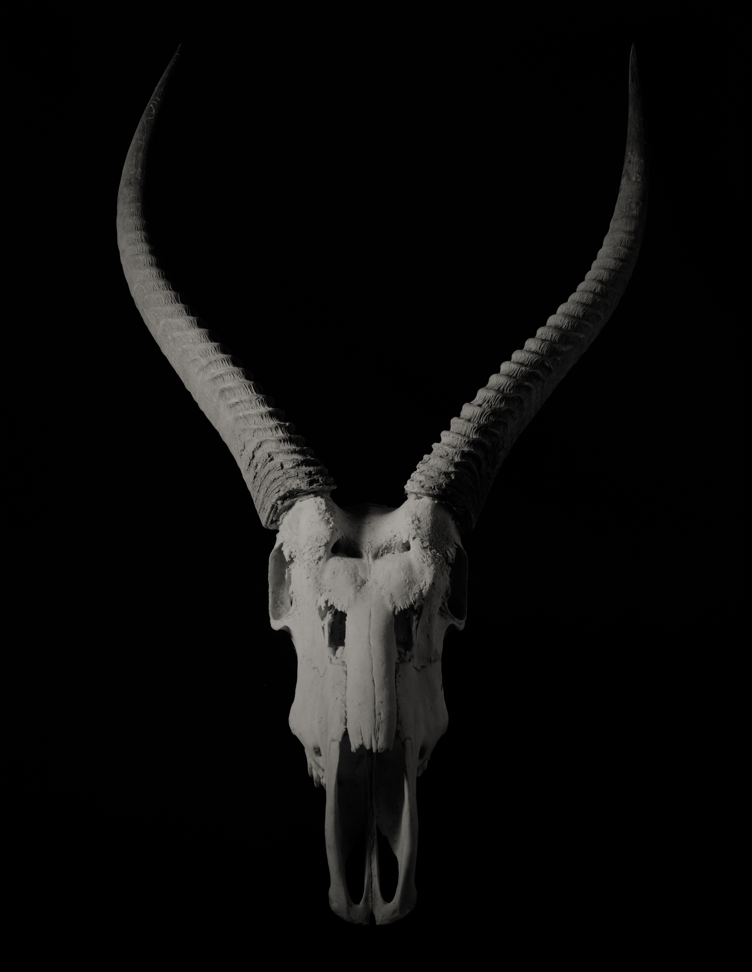 Yumiko Izu - Faraway 28, 2012 - Howard Greenberg Gallery