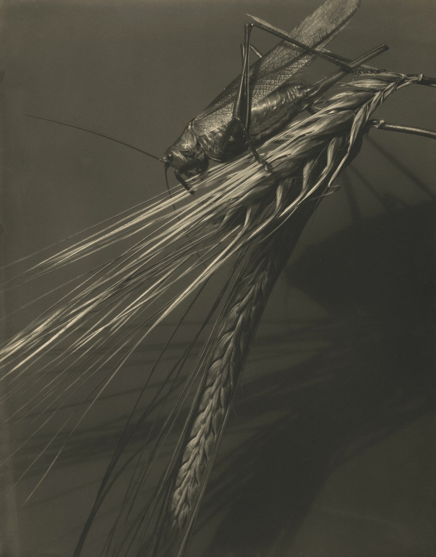 Grasshopper and Wheat Stalk, c.1921  Toned gelatin silver print; printed c.1921  10 x 8 inches