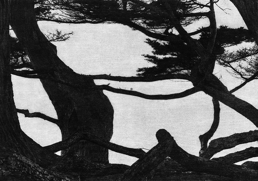 Voice #29, 2019  Archival pigment print; printed 2022  42 7/8 x 60 inches