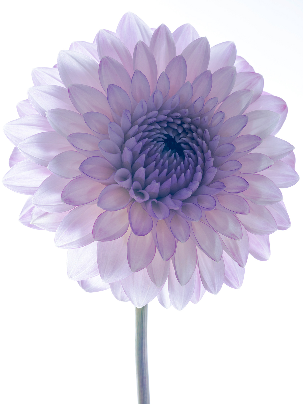 yumiko izu, Secret Garden Nuance 16, 2020 Archival pigment print 24 x 19 inches