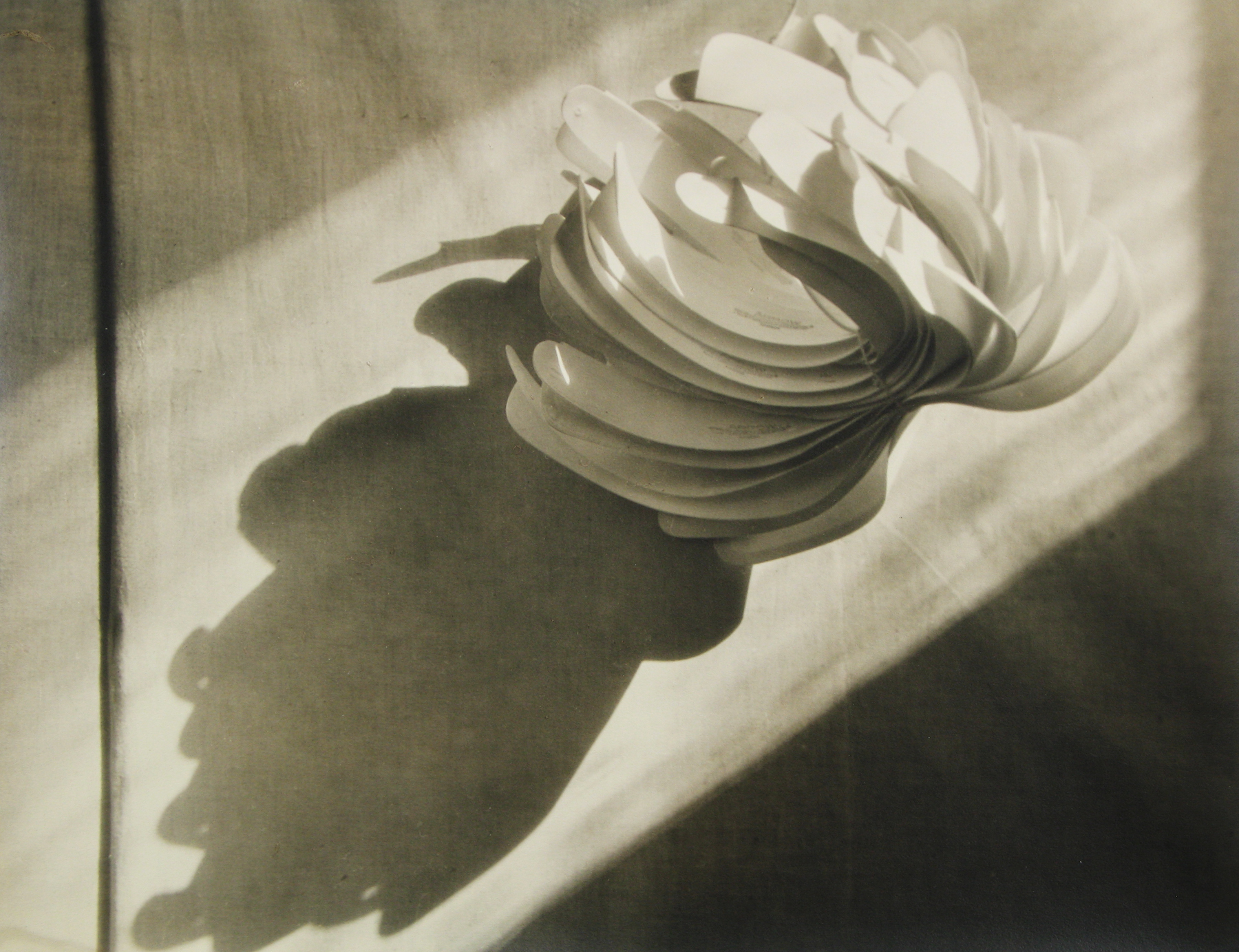 John Vanderpant - Cactus Collaratus (variant), 1931 - Howard Greenberg Gallery