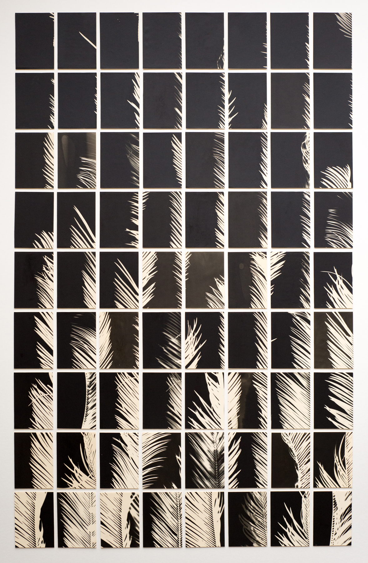 A Palm Tree is a Palm Tree is a Palm Tree (Palmographs), 2018