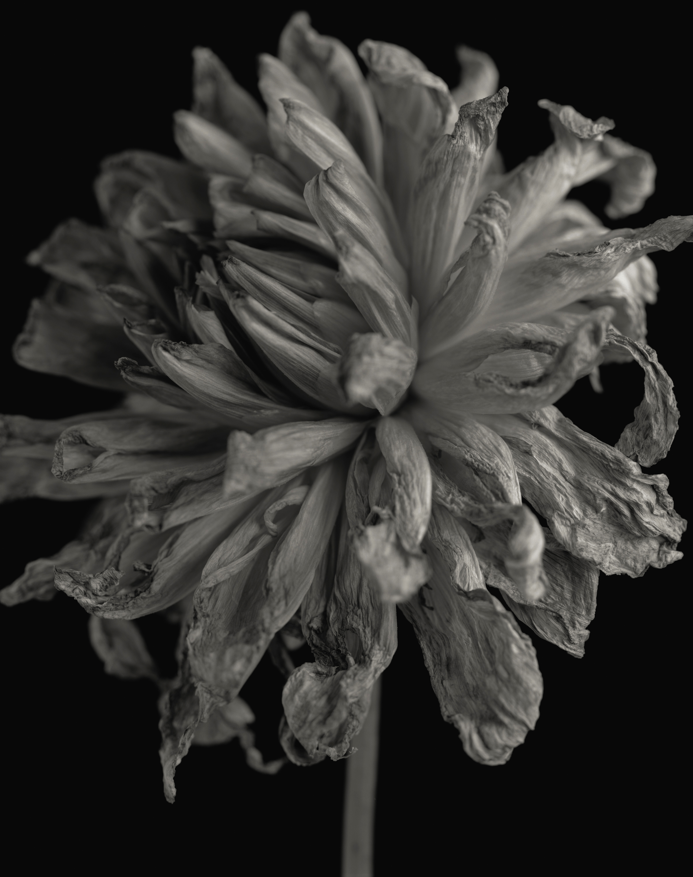 Secret Garden Noir 39, 2007