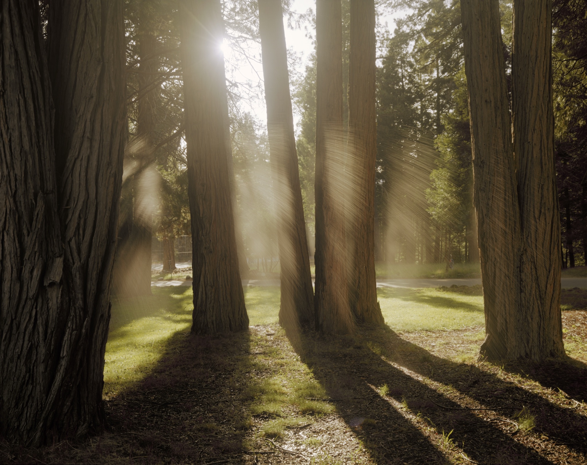 Joel Meyerowitz, The Grove, Yosemite National Park, California, 1983