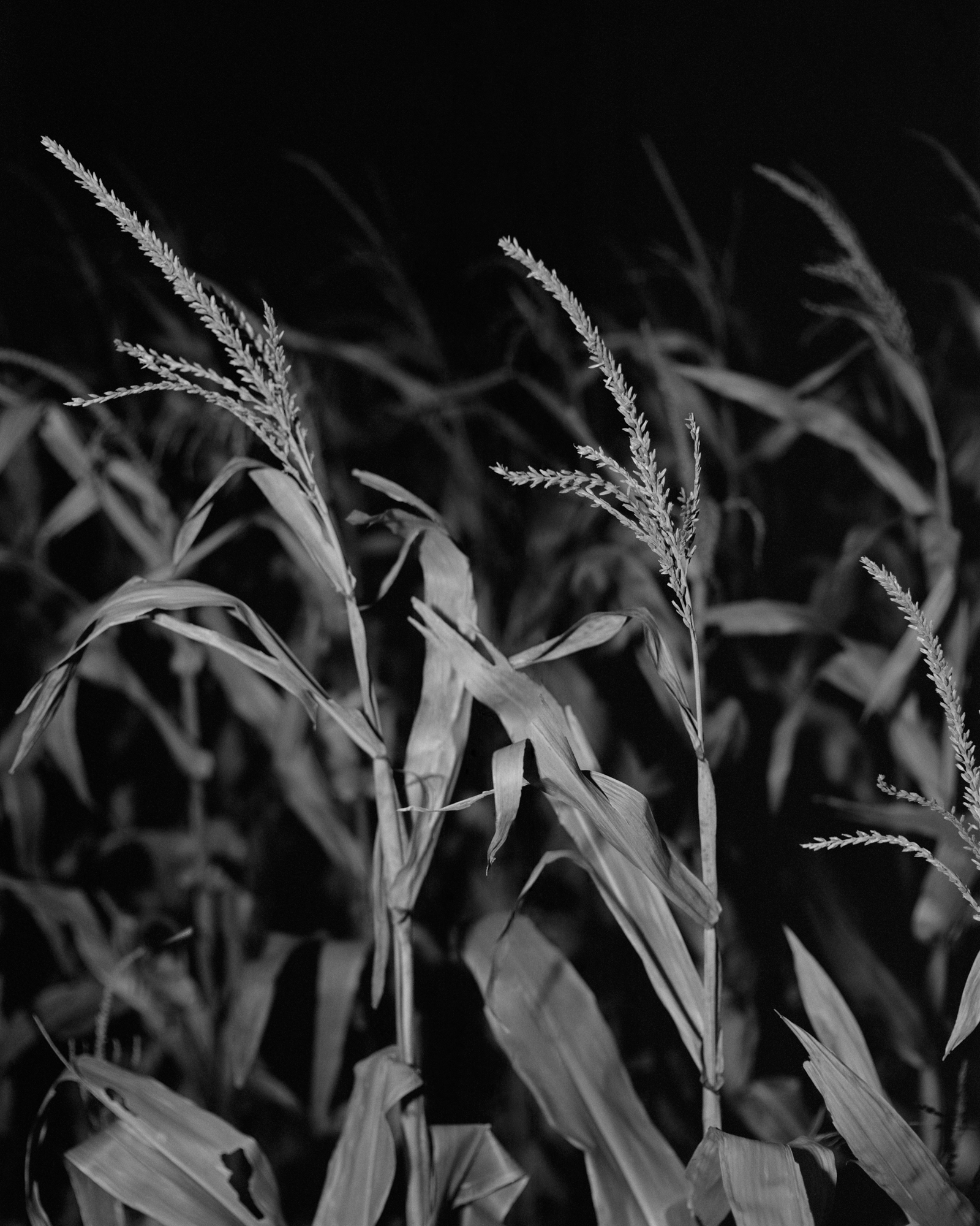 Portrait of a Wheat Field, Texas, from the series, ”I Can't Stand to See You Cry”, 2019