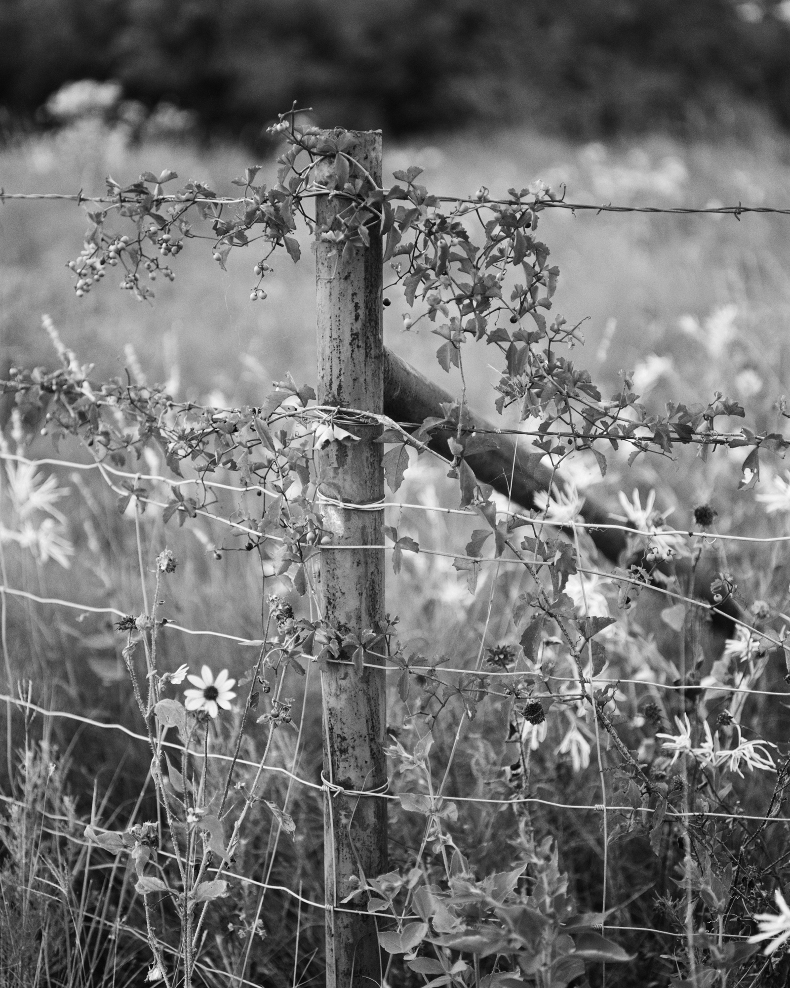 Fence Post, Texas, From the series "Hard Tack", 2022