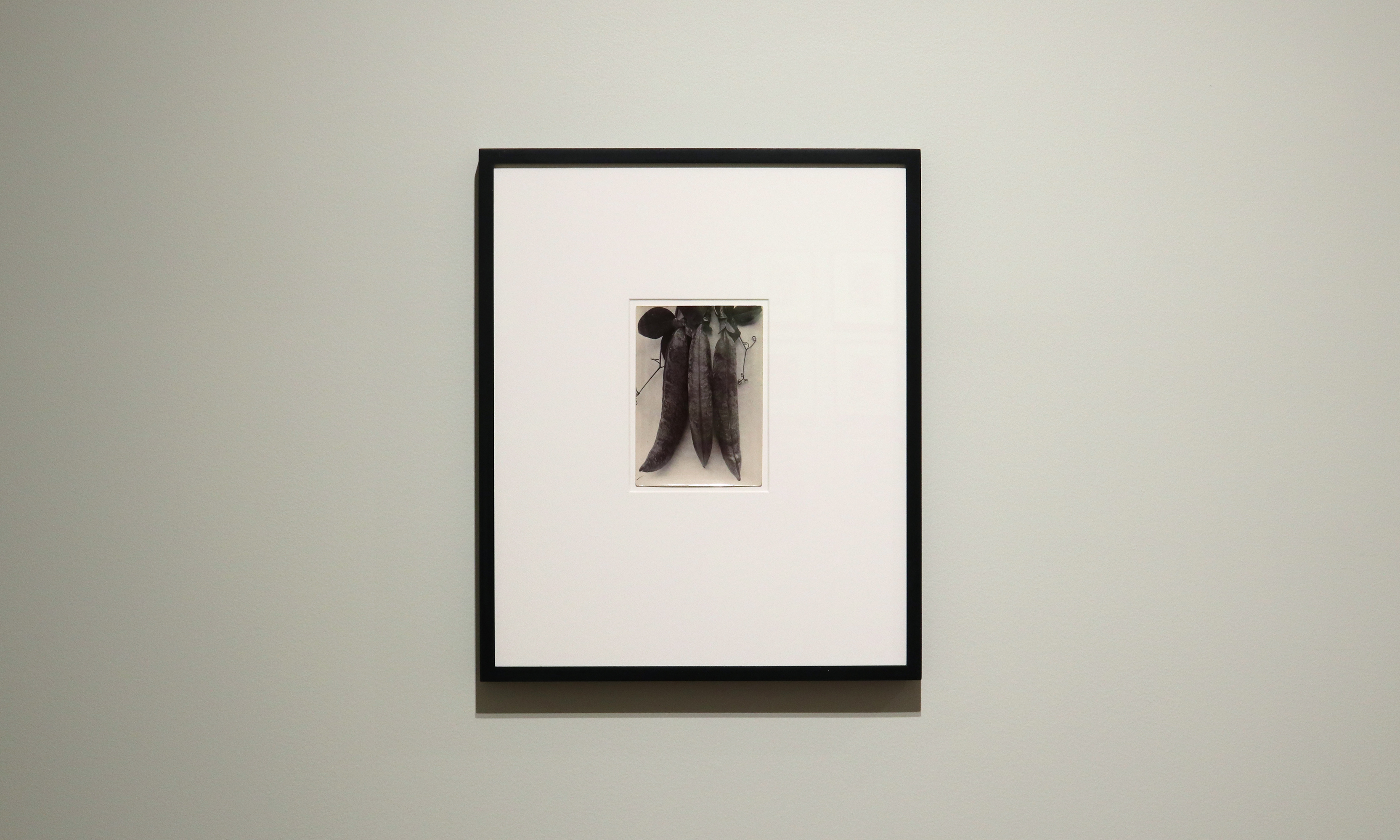 a response to wonder charles jones karl blossfeldt edward weston